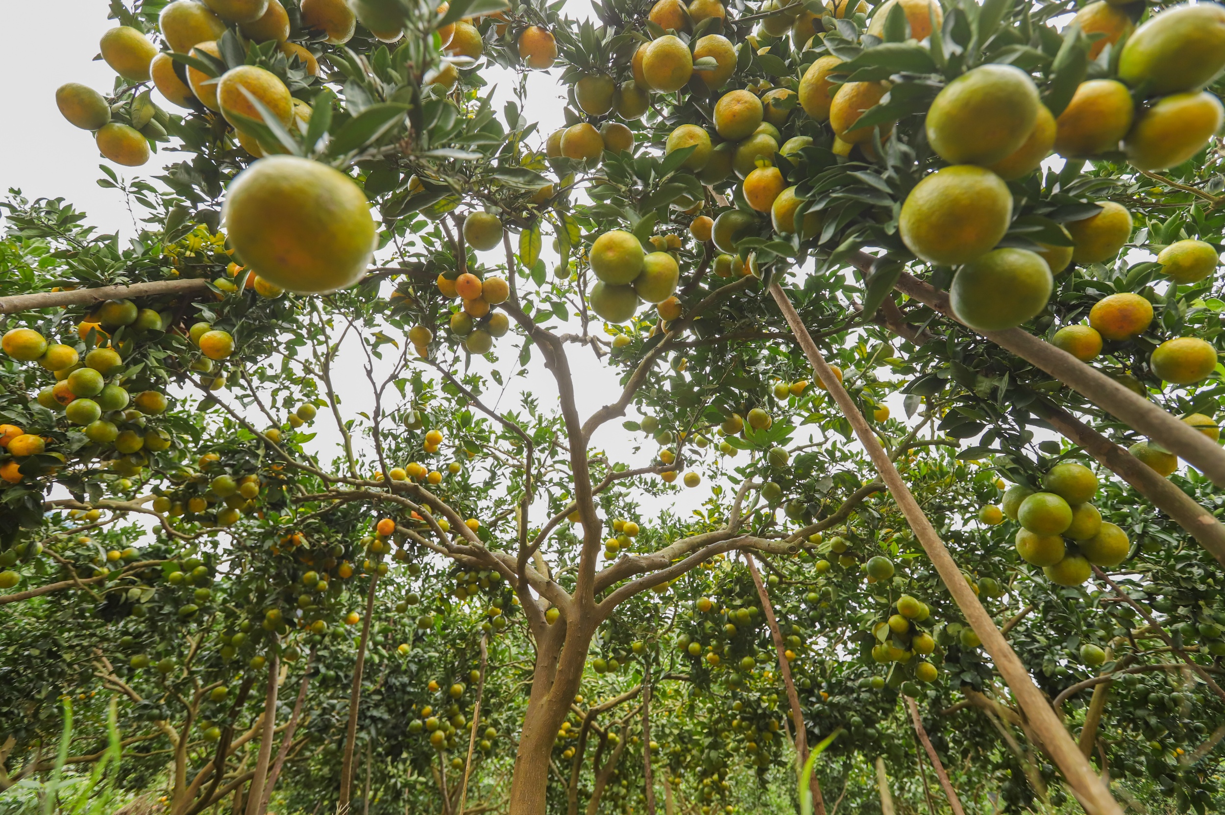 Jinxiang mandarins are seen in Xipu Village, Tongren City, southwest China's Guizhou Province, on October 23, 2025. /Photo provided to CGTN