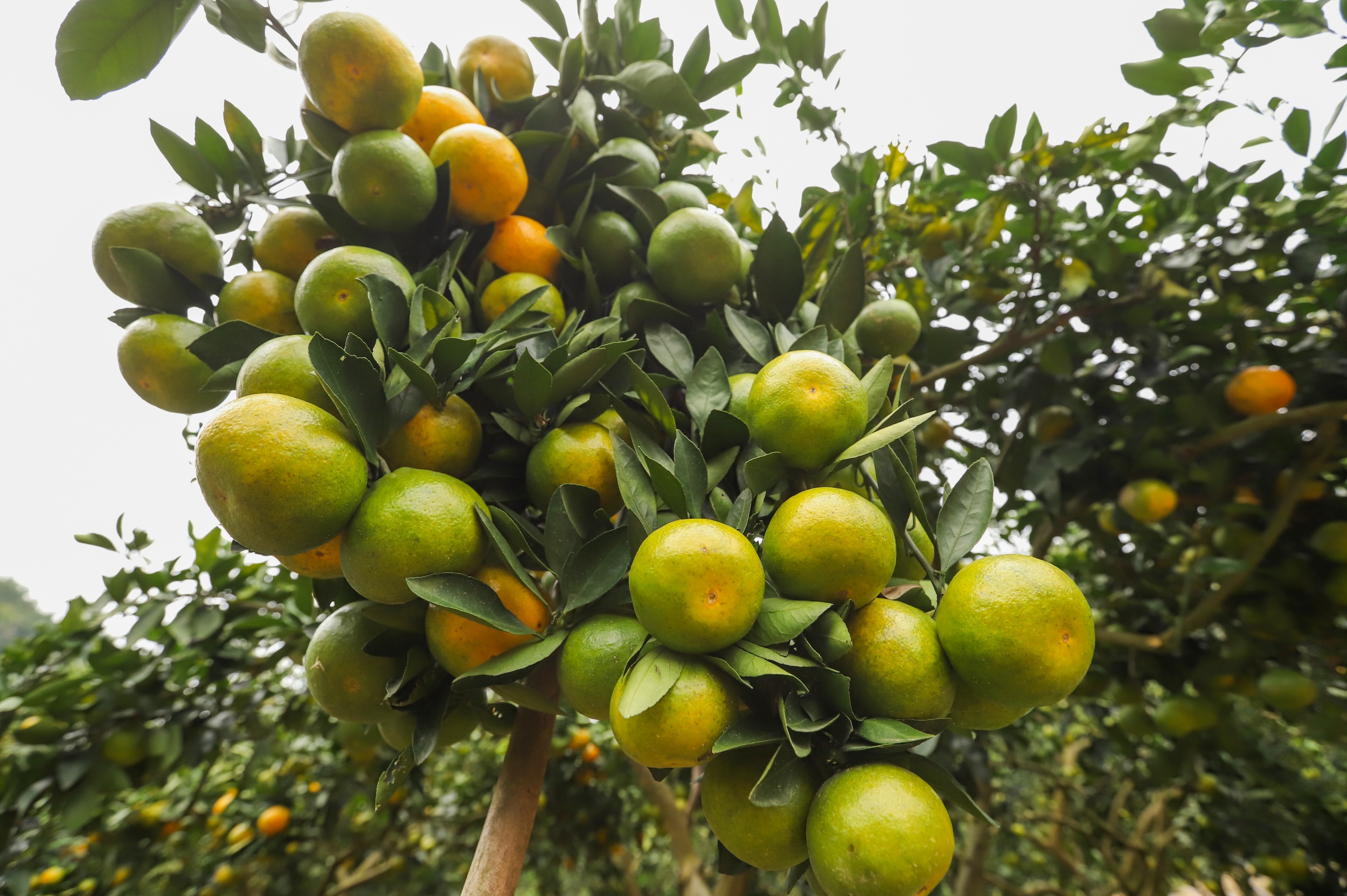 Jinxiang mandarins are seen in Xipu Village, Tongren City, southwest China's Guizhou Province, on October 23, 2025. /Photo provided to CGTN