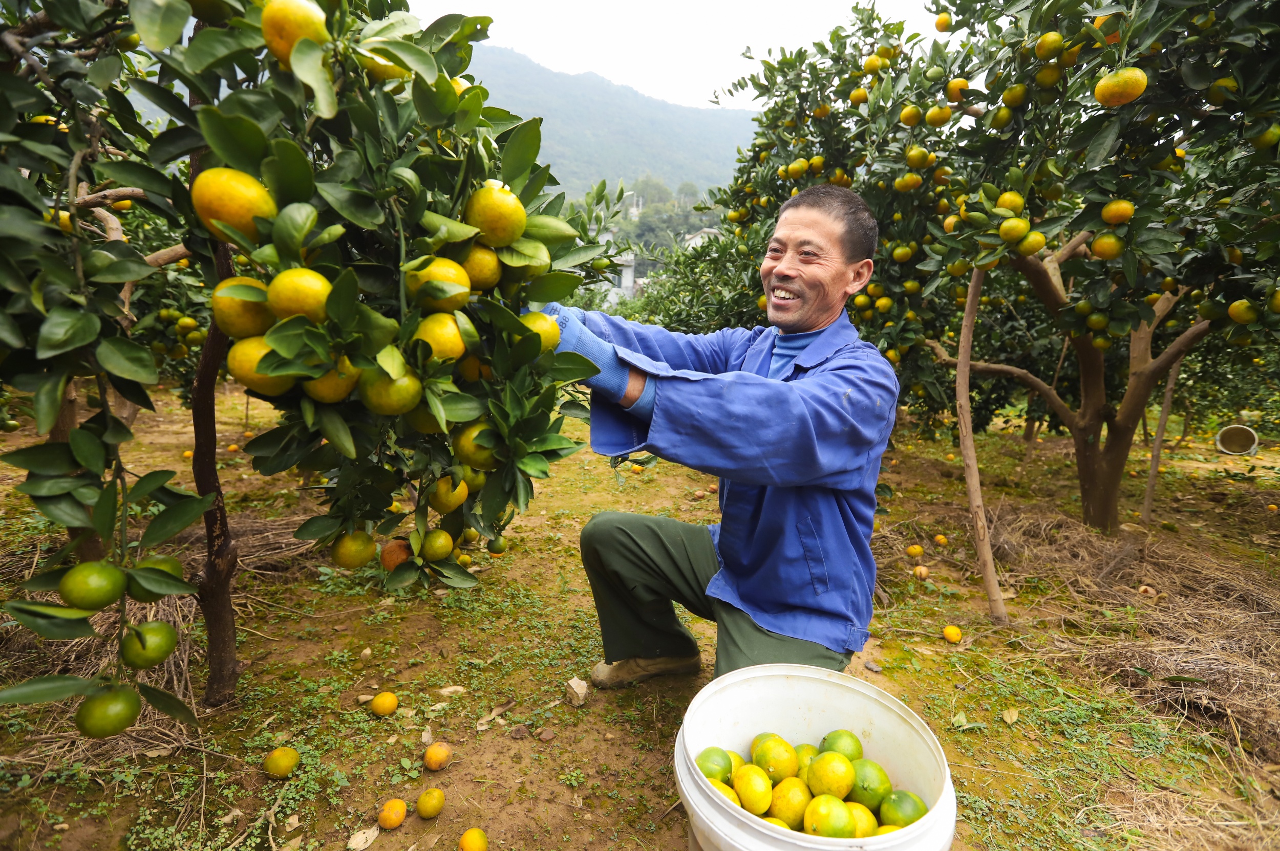 A local villager picks Jinxiang mandarins in Xipu Village, Tongren City, southwest China's Guizhou Province, on October 23, 2025. /Photo provided to CGTN