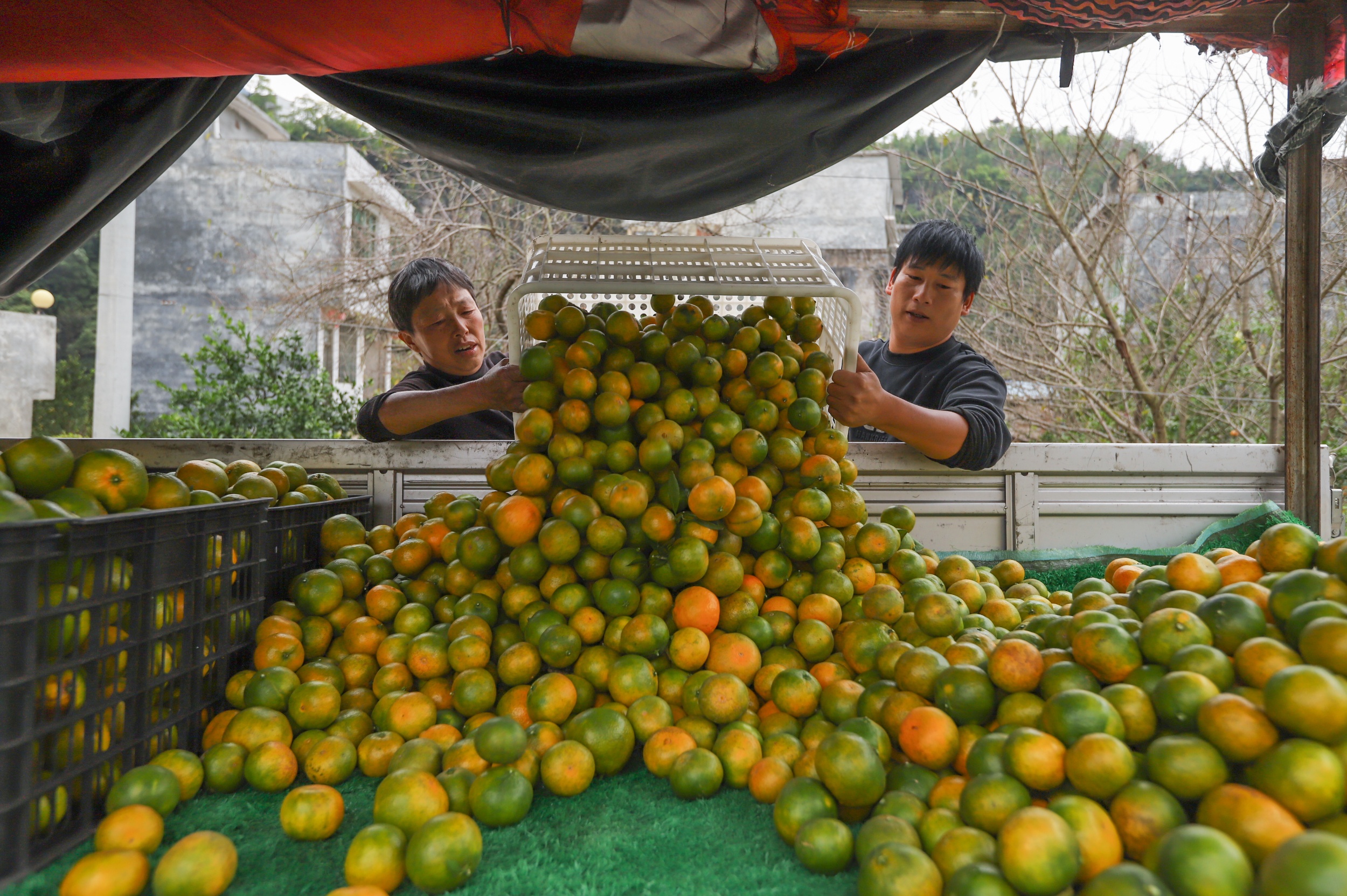 Local villagers load Jinxiang Mandarins onto a truck in Xipu Village, Tongren City, southwest China's Guizhou Province, on October 23, 2025. /Photo provided to CGTN