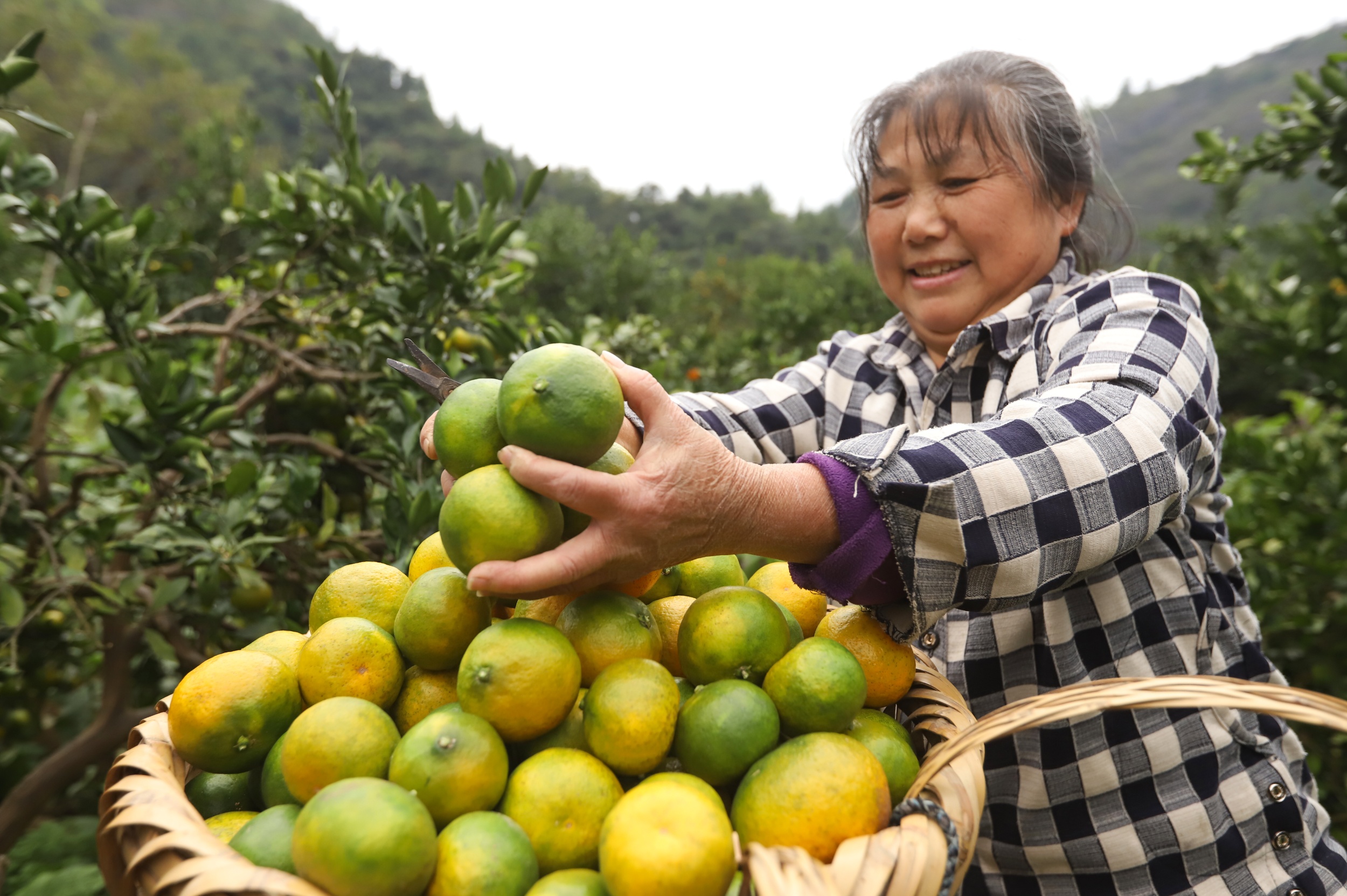 A local villager picks Jinxiang mandarins in Xipu Village, Tongren City, southwest China's Guizhou Province, on October 23, 2025. /Photo provided to CGTN