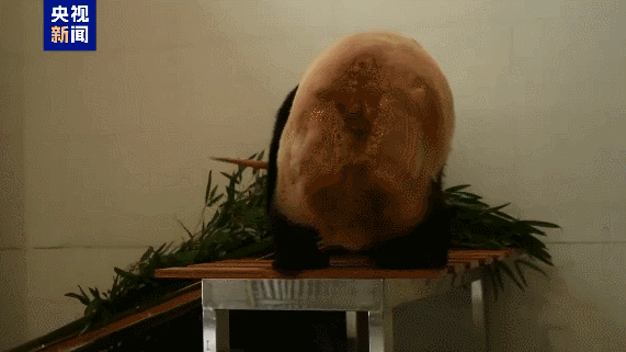 China opens new giant panda base, expanding conservation network