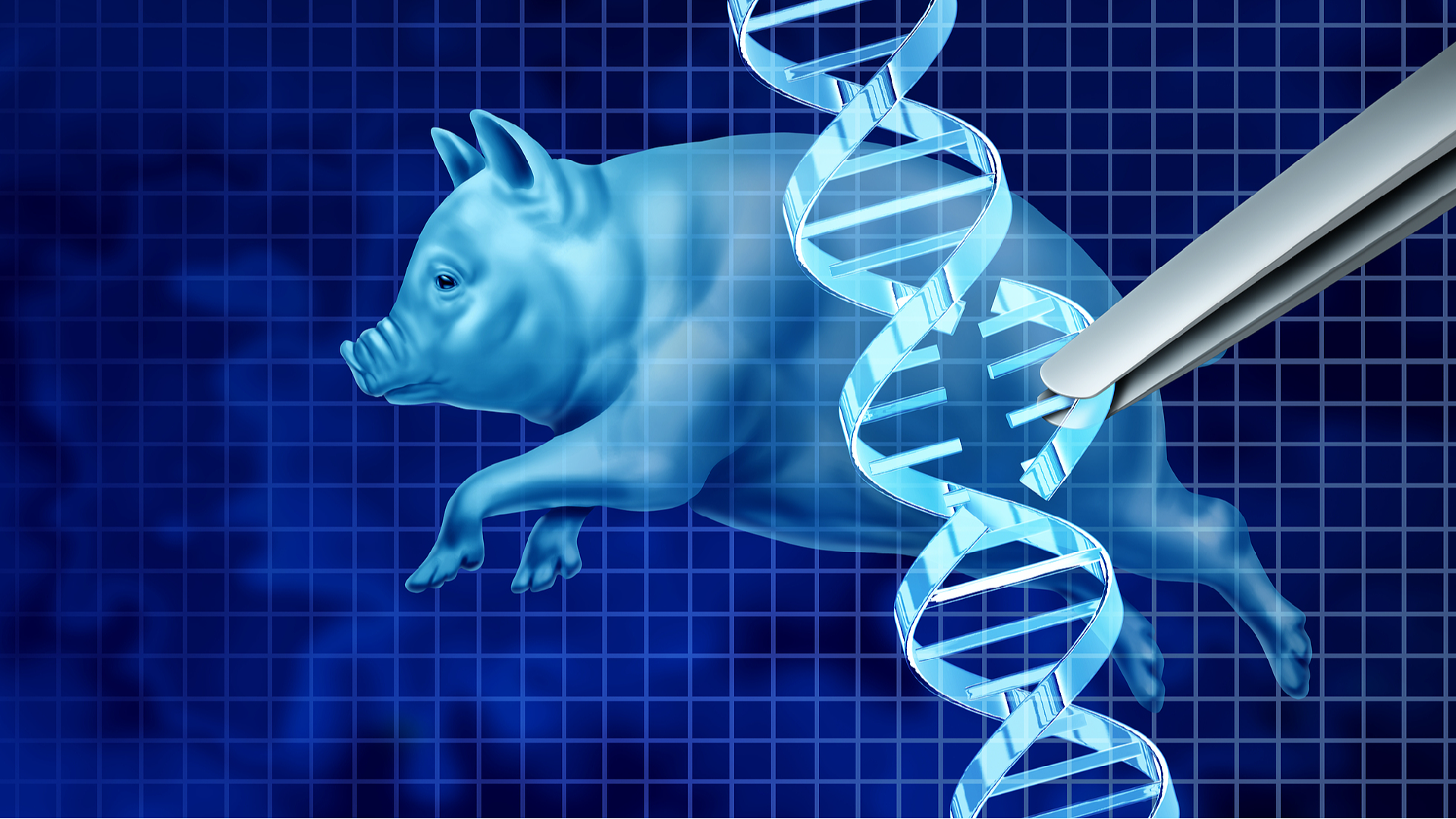 Clinical trial of pig kidney transplants gets underway in U.S. - CGTN