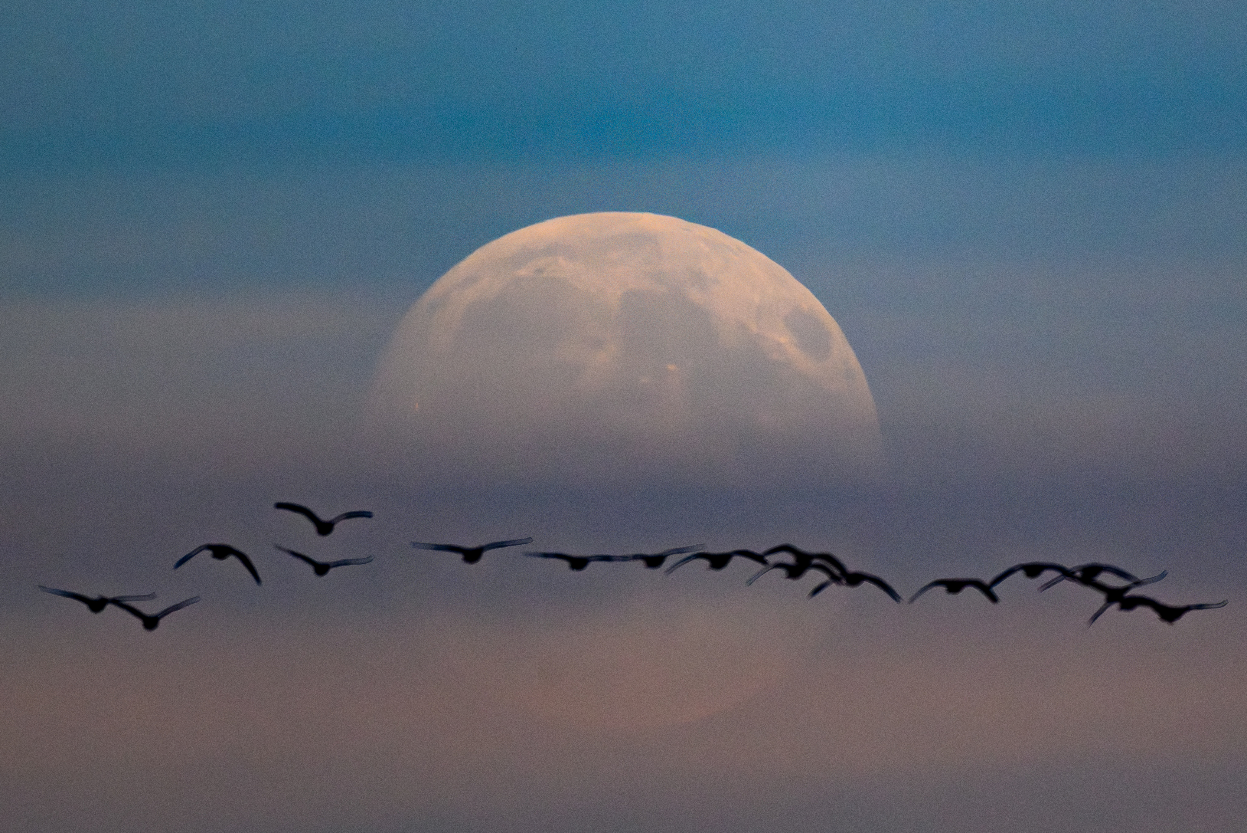 Wild geese fly in the sky in front of the moon, Brandenburg, Biegen, Germany, November 4, 2025. /VCG