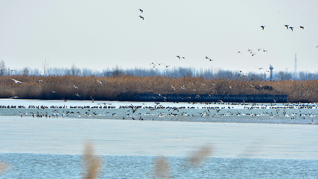China's Qilihai Wetland reports record bird counts, earlier migration