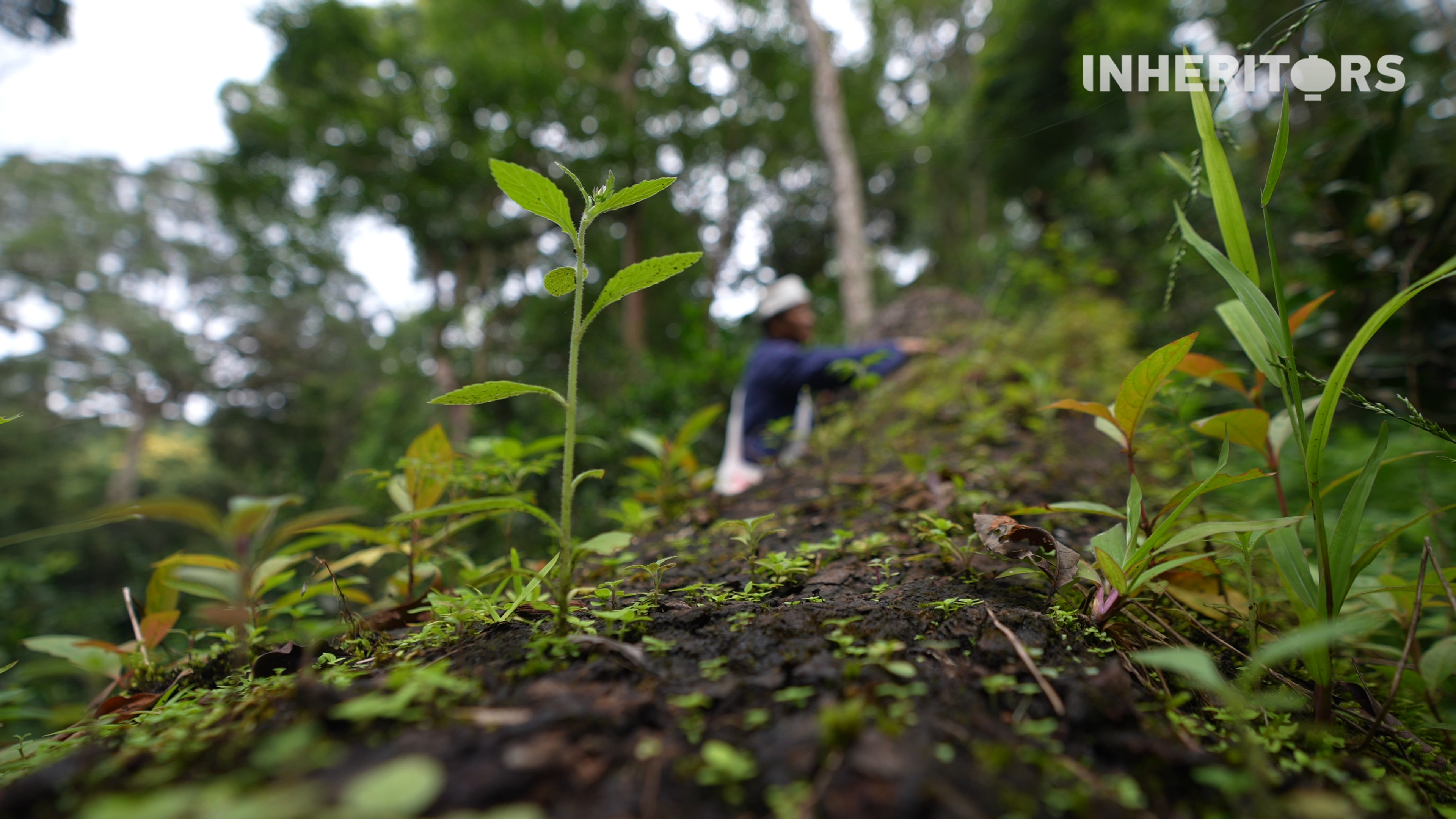 In the tea forest, the fallen trees live on