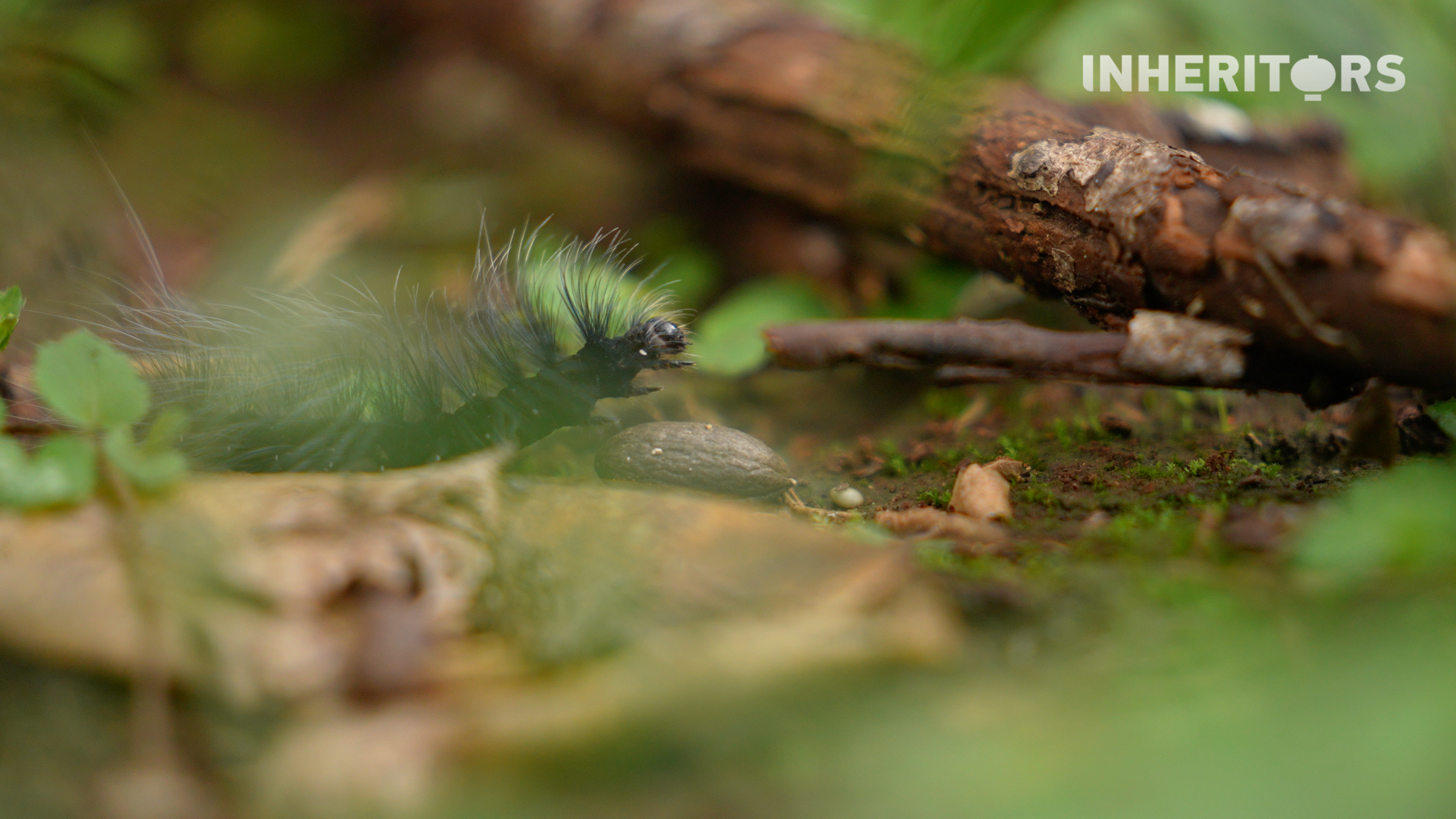In Yunnan's Jingmai Mountain, fallen trees are left to decompose naturally, nourishing the ancient tea forests and completing the cycle of life. /CGTN