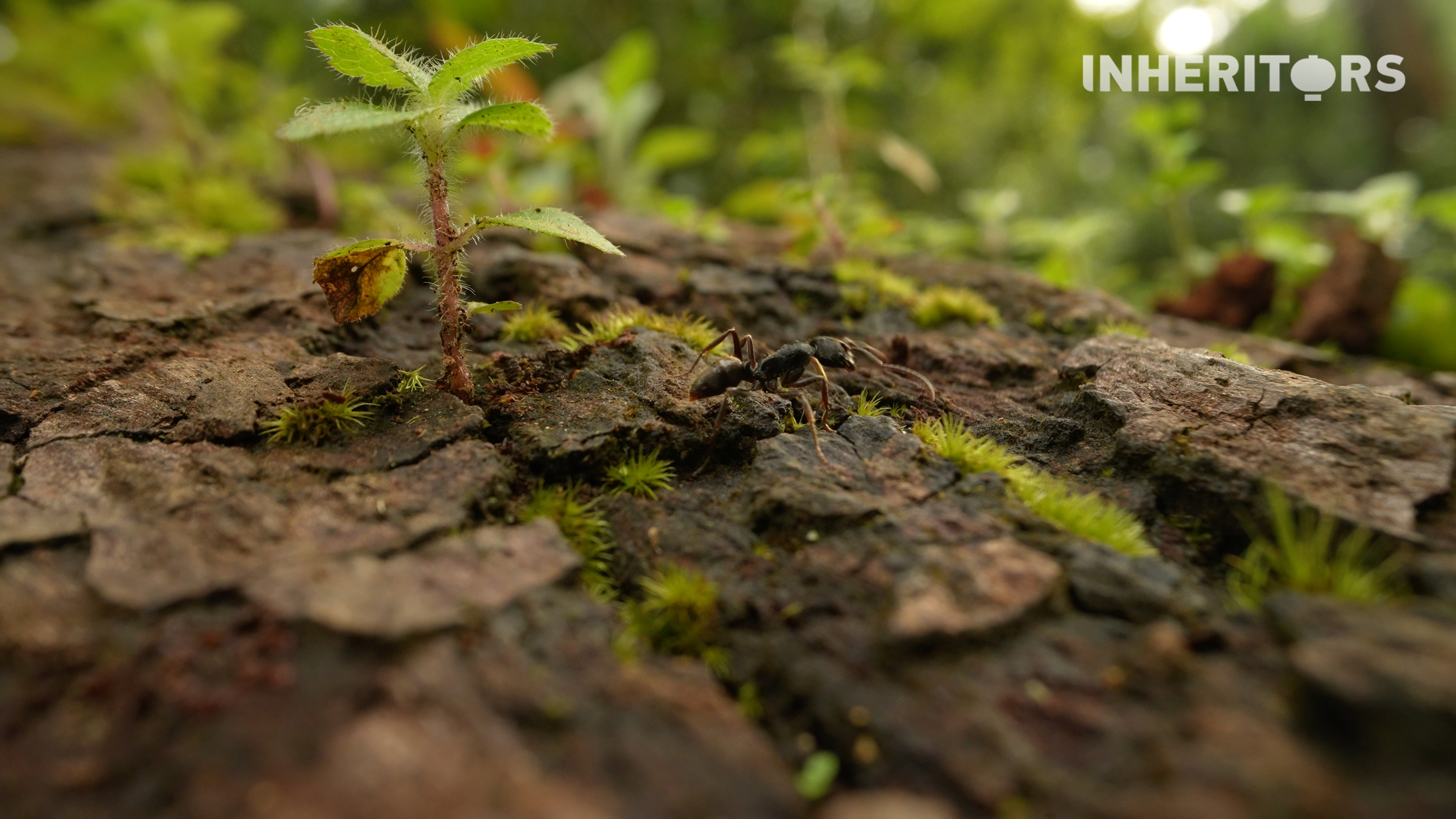 In Yunnan's Jingmai Mountain, fallen trees are left to decompose naturally, nourishing the ancient tea forests and completing the cycle of life. /CGTN