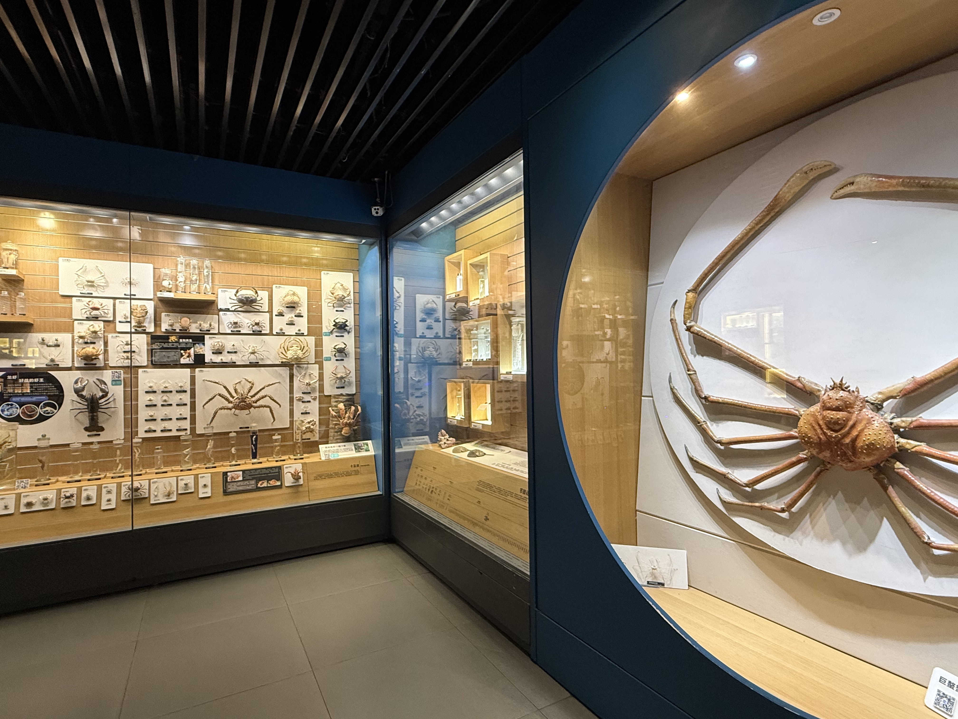 Colorful marine creatures displayed at the Marine Museum, Qingdao, September 2025, Zaruhi Poghosyan. /CGTN