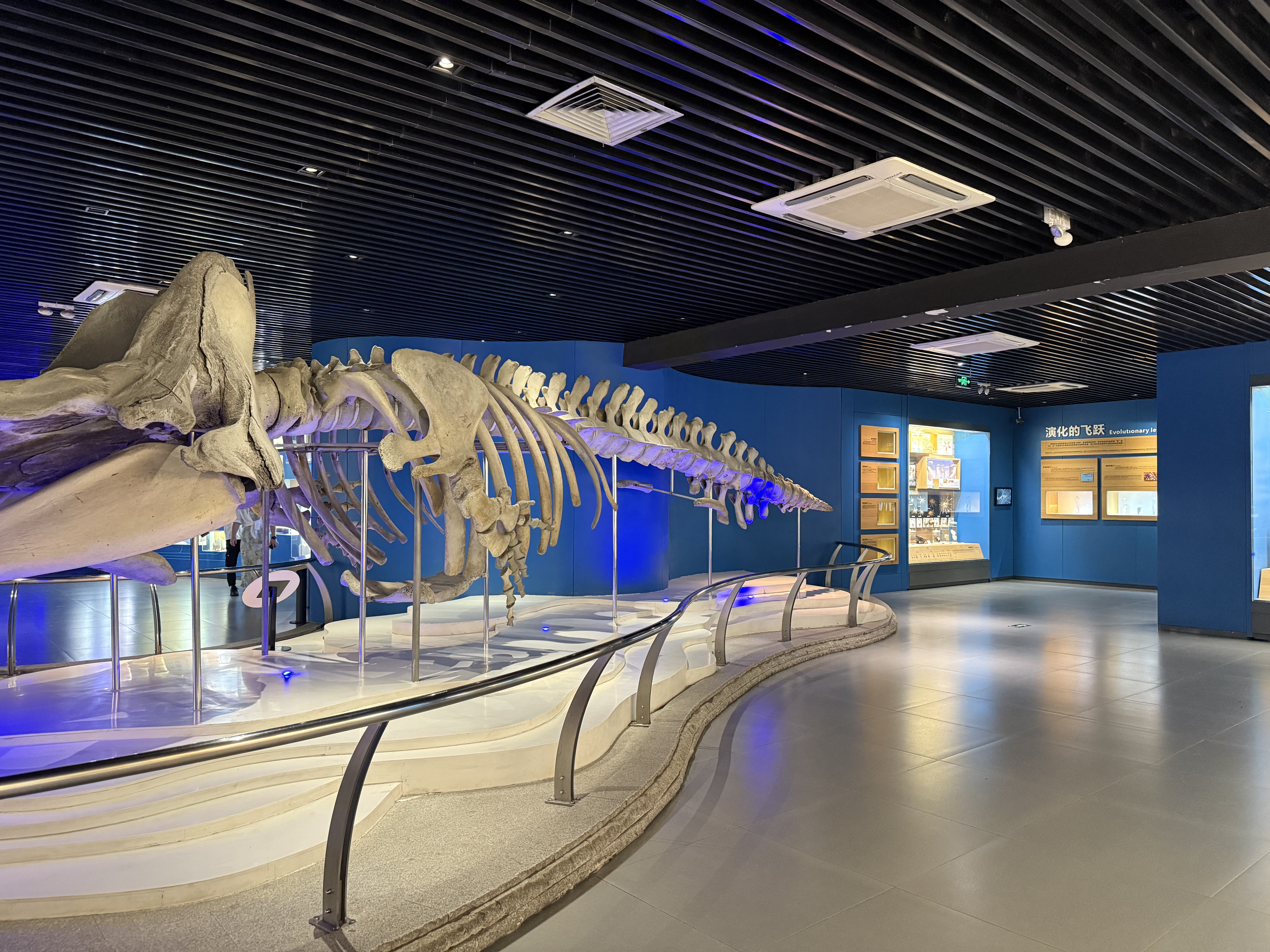 A massive prehistoric skeleton displayed at the Marine Museum, Qingdao, September 2025, Zaruhi Poghosyan. /CGTN