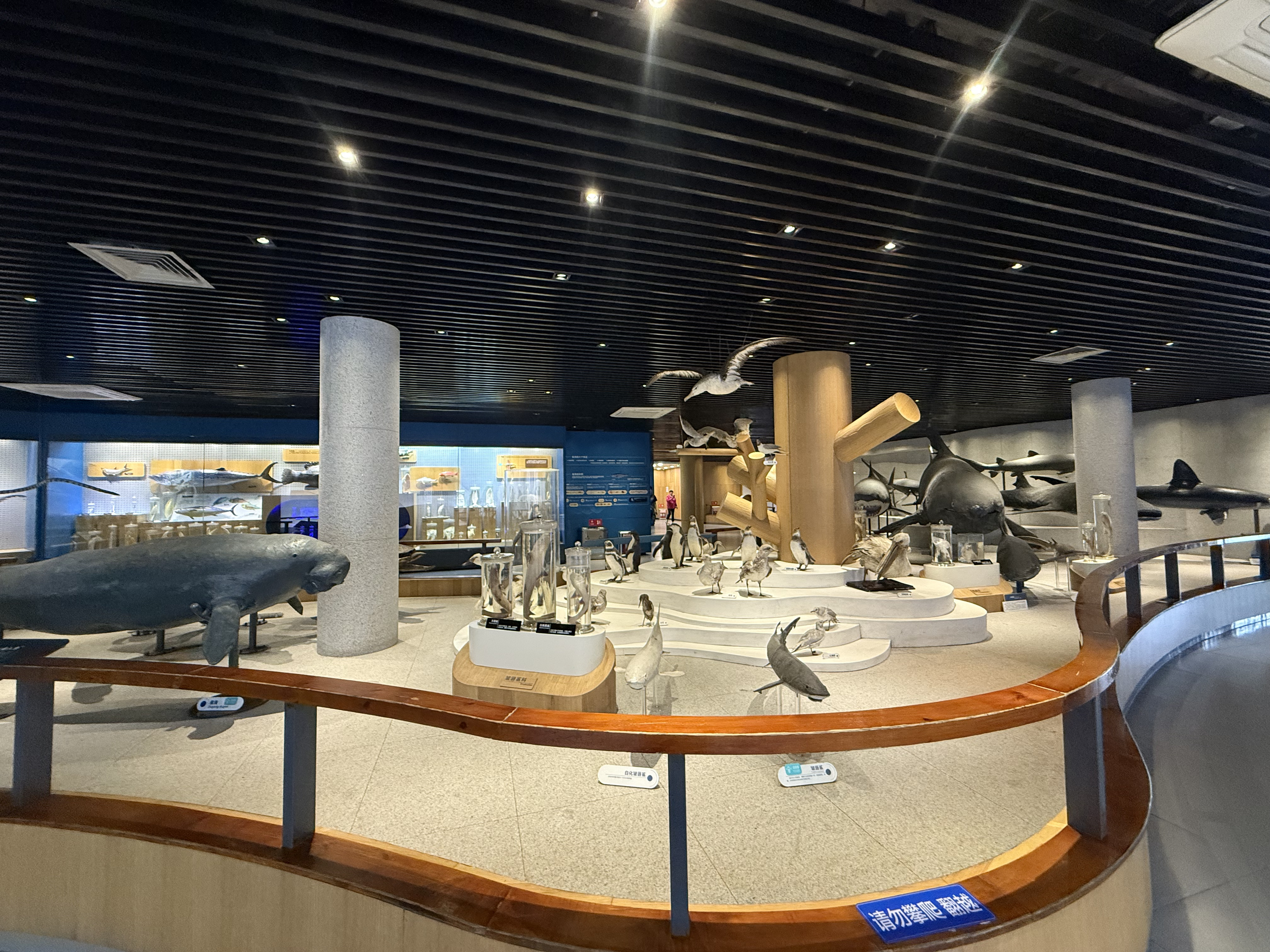 Colorful marine creatures displayed at the Marine Museum, Qingdao, September 2025, Zaruhi Poghosyan. /CGTN