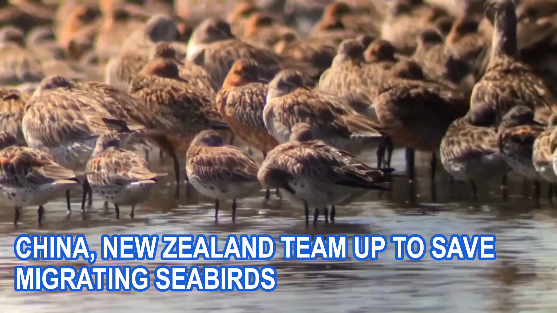 China, New Zealand team up to save migrating seabirds