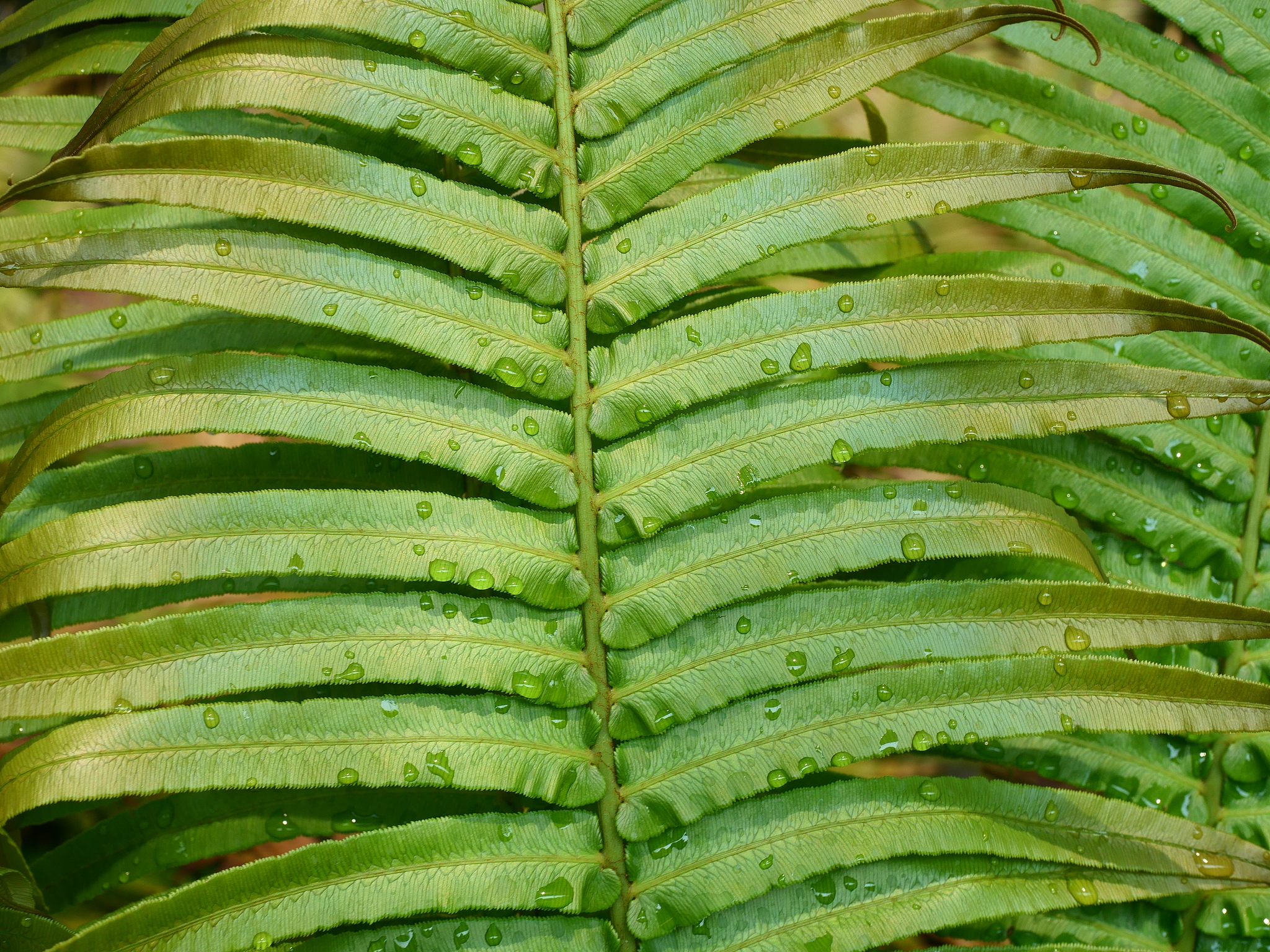 Blechnum, or hard fern. /VCG