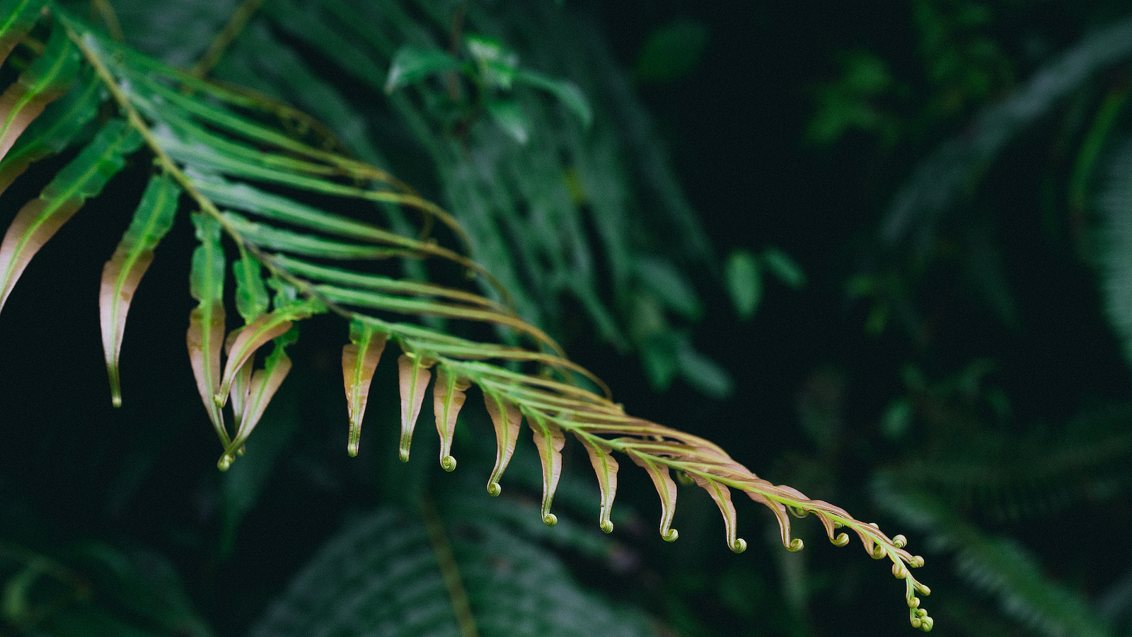 Rare earth elements, biomineralization found in plant