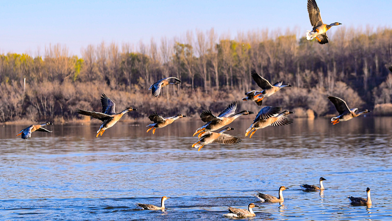 Live: Witness the southward migration of migratory birds in China