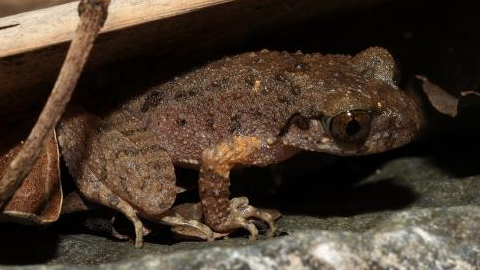New frog species found in south China's Guangdong, named after kung fu