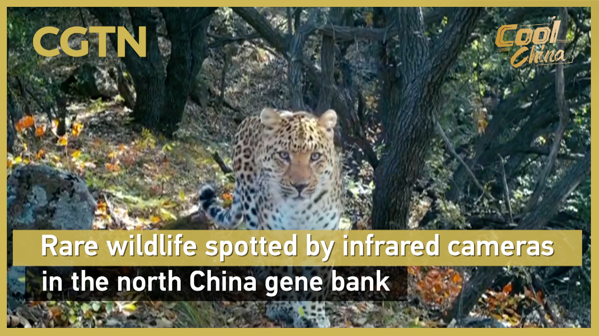Rare wildlife spotted by infrared cameras in the north China gene bank