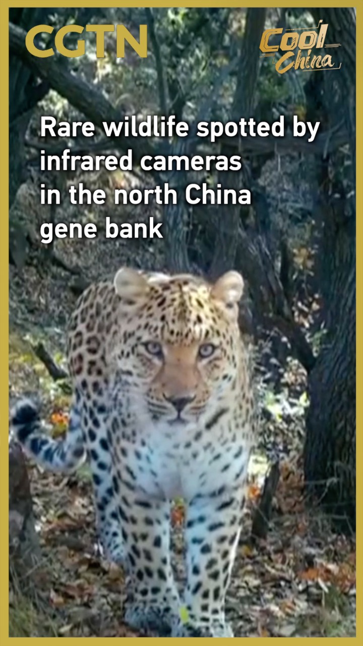 Rare wildlife spotted by infrared cameras in the north China gene bank
