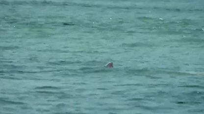 Several Chinese white dolphins glide through the water, Xiamen City, southeast China's Fujian Province. /CMG