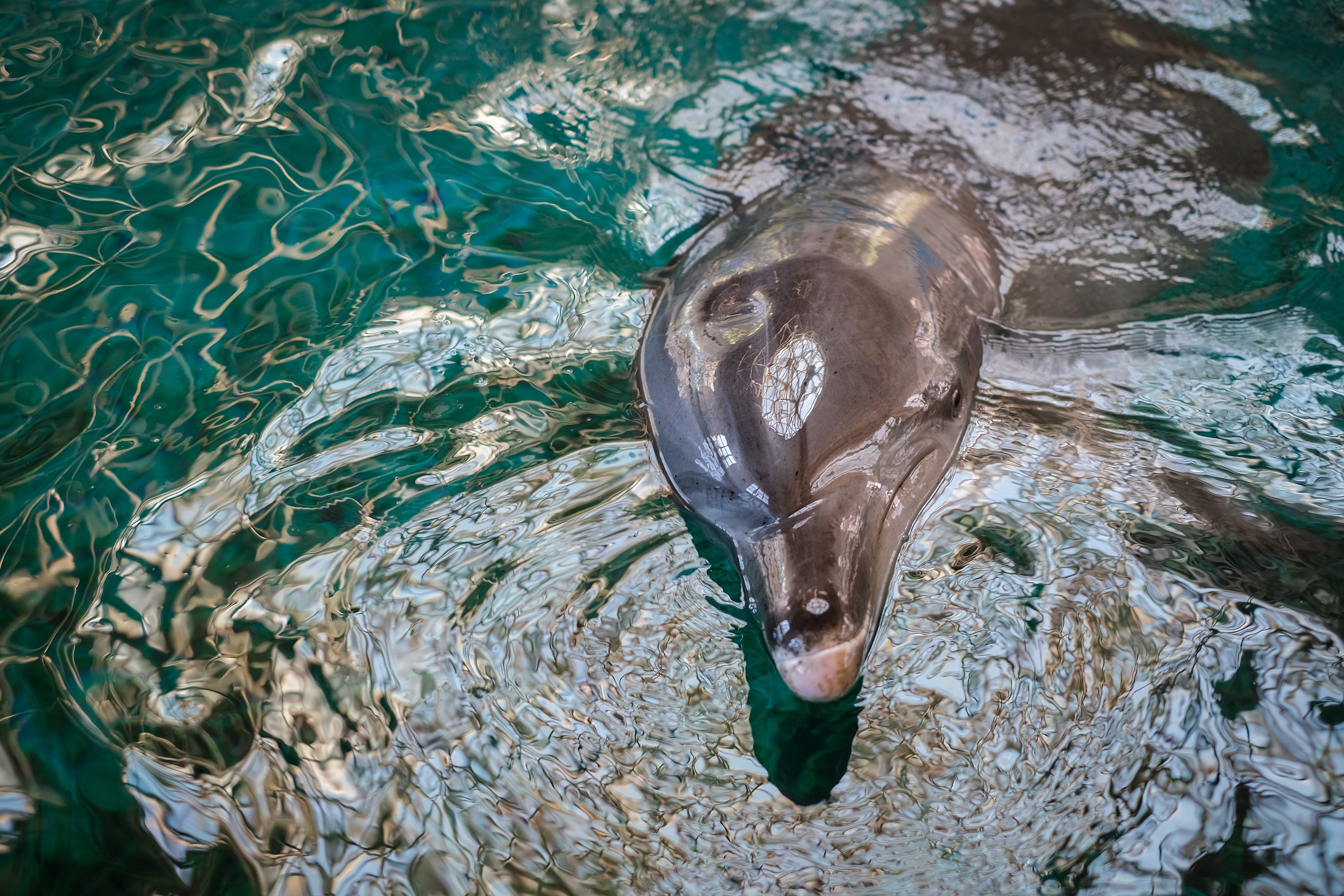 A Chinese white dolphin at a rescue and breeding base in Xiamen City, southeast China's Fujian Province, January 24, 2024. /VCG
