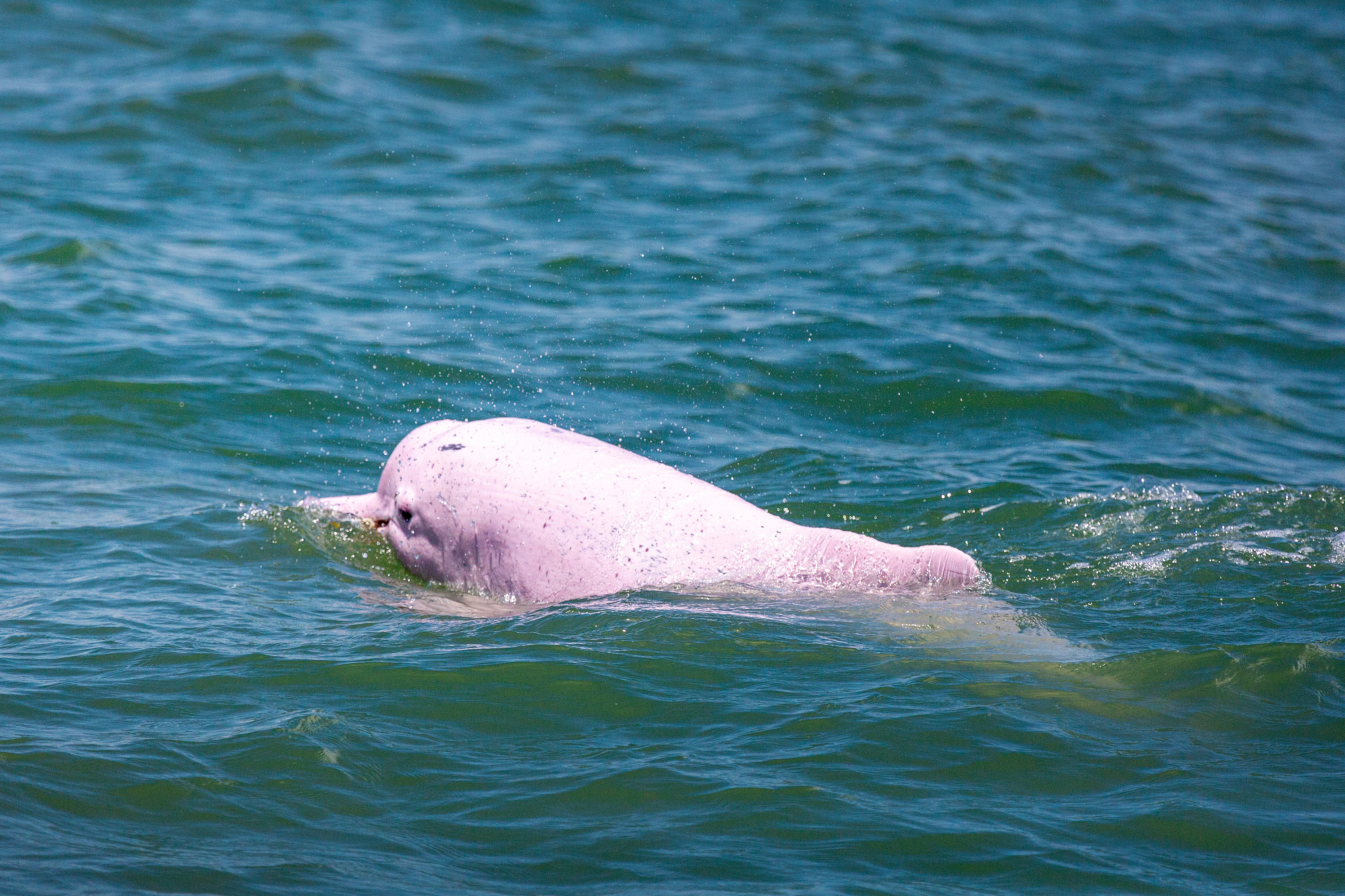The Chinese white dolphin in Zhanjiang, south China's Guangdong Province, July 5, 2022. /VCG