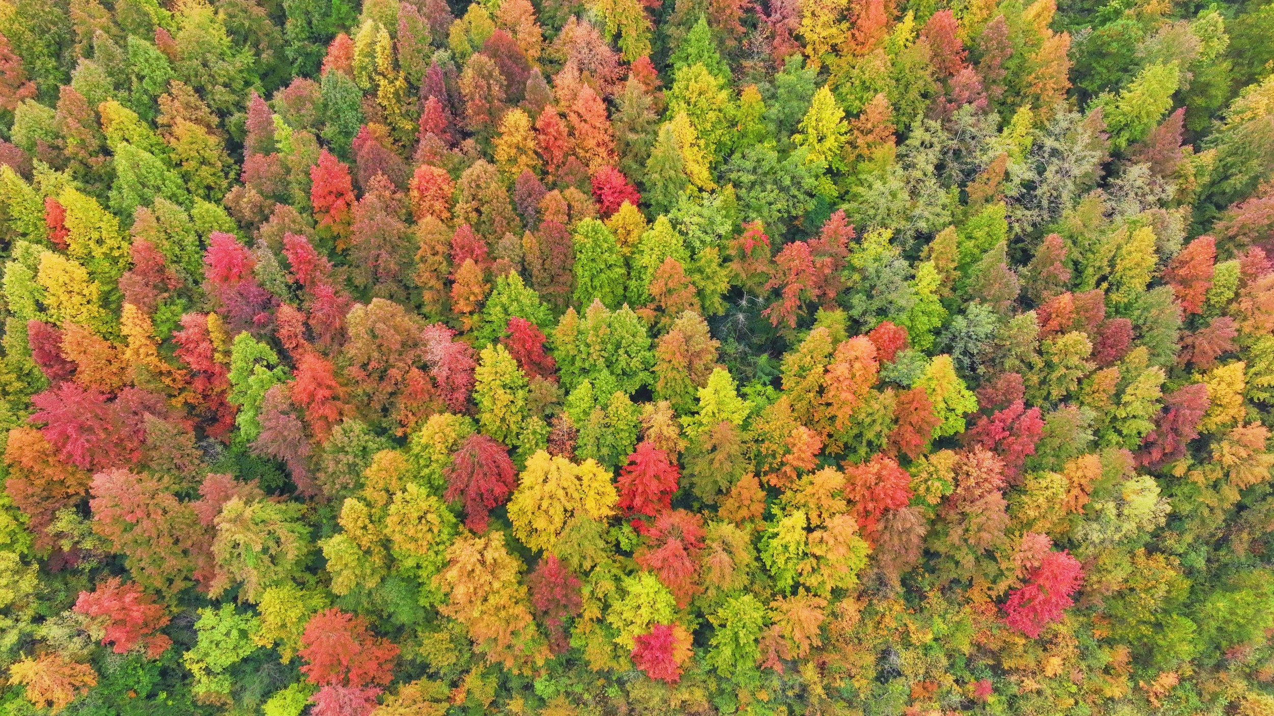 A maple forest is seen in Shazipo Town, Yinjiang Tujia and Miao Autonomous County, Tongren, southwest China's Guizhou Province, on November 11, 2025. /Tongren Media Convergence Center