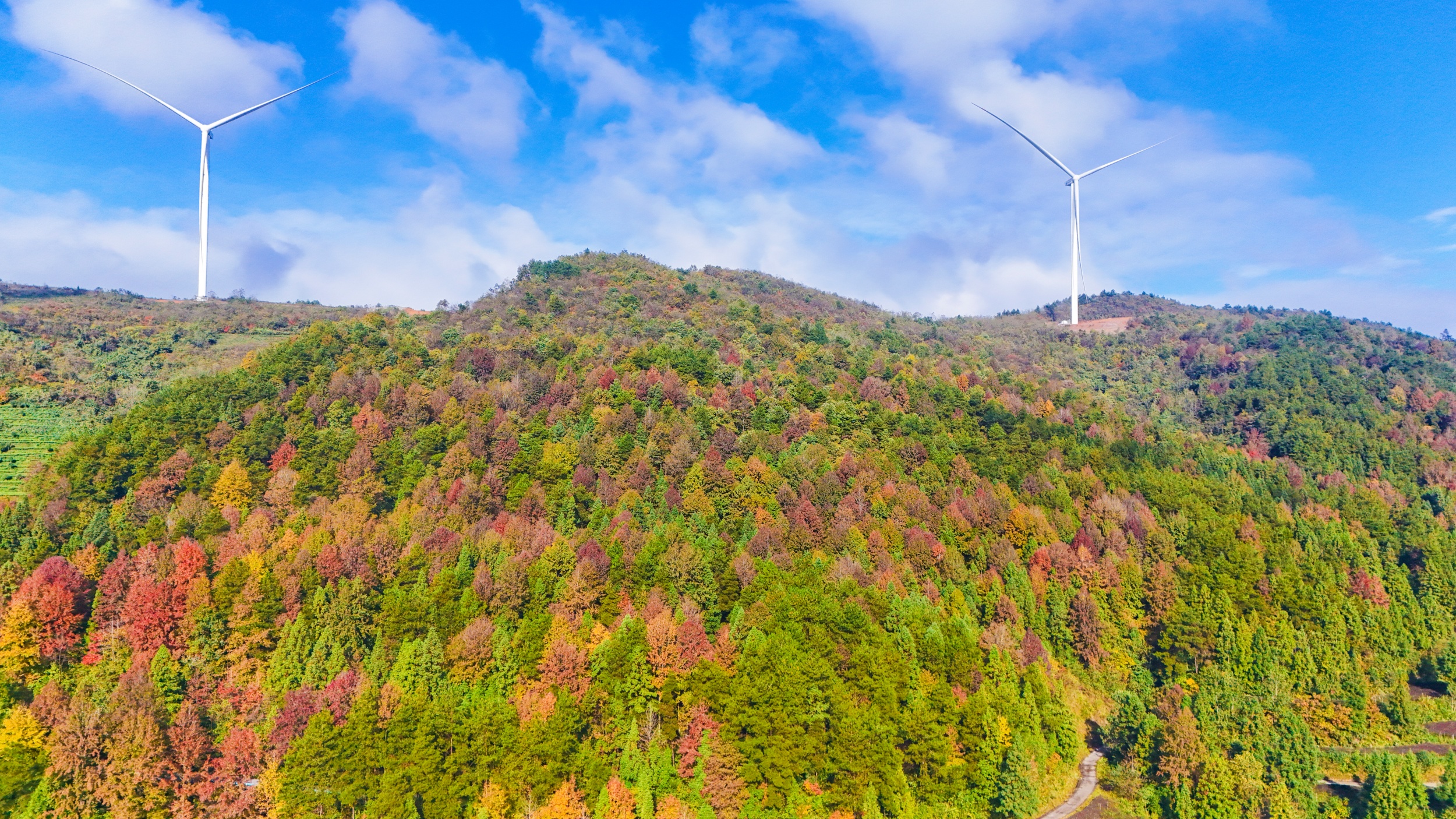 A maple forest is seen in Shazipo Town, Yinjiang Tujia and Miao Autonomous County, Tongren, southwest China's Guizhou Province, on November 11, 2025. /Tongren Media Convergence Center
