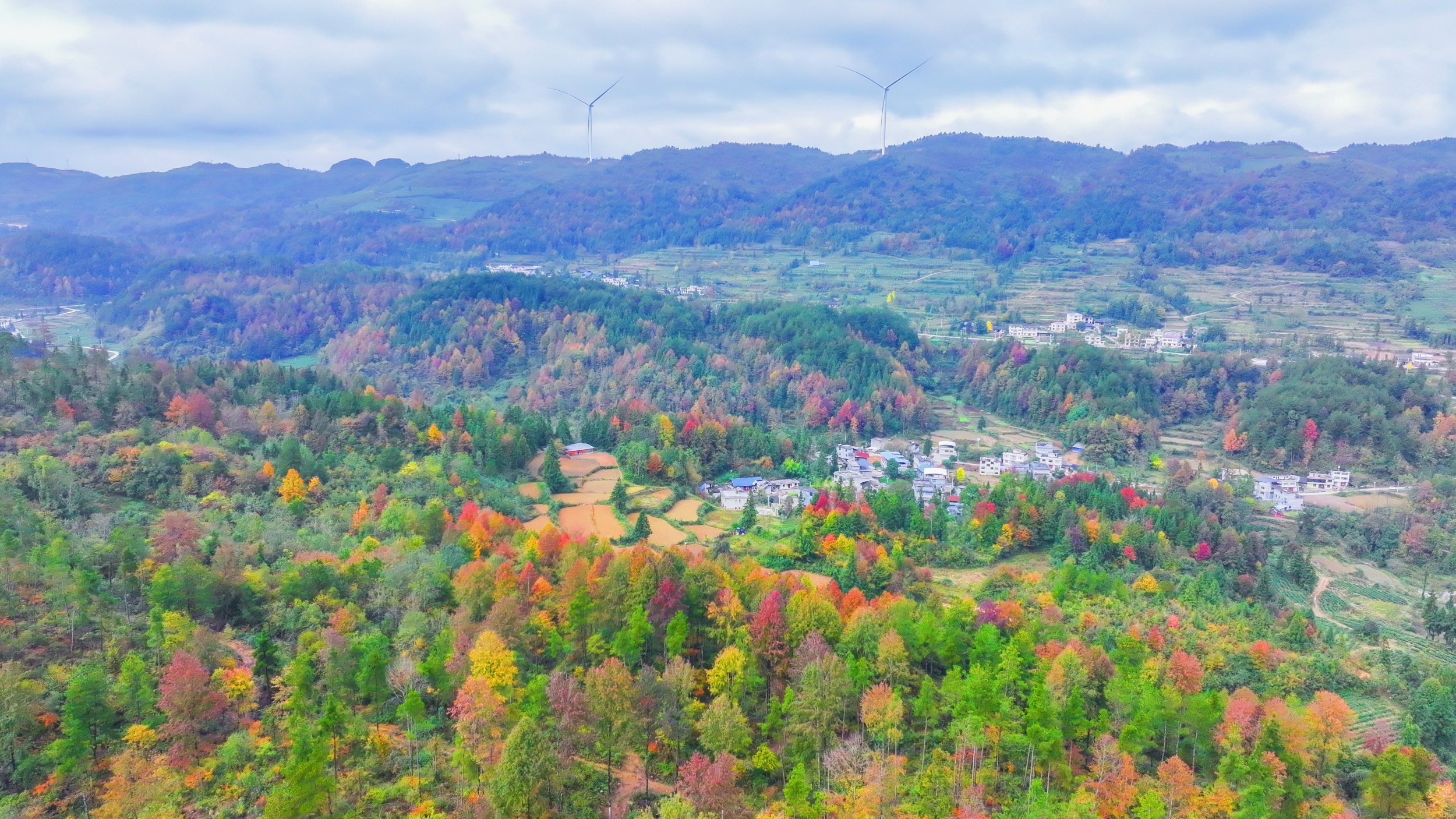 A maple forest is seen in Shazipo Town, Yinjiang Tujia and Miao Autonomous County, Tongren, southwest China's Guizhou Province, on November 11, 2025. /Tongren Media Convergence Center