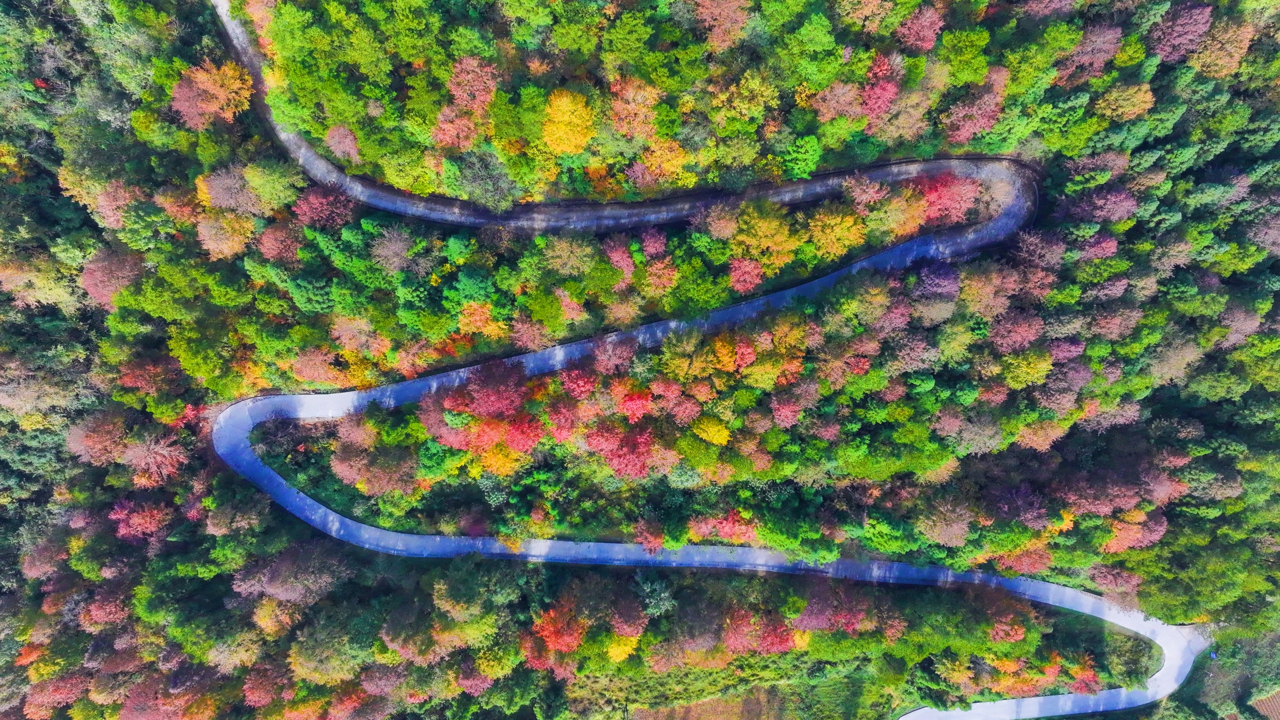 A maple forest is seen in Shazipo Town, Yinjiang Tujia and Miao Autonomous County, Tongren, southwest China's Guizhou Province, on November 11, 2025. /Tongren Media Convergence Center