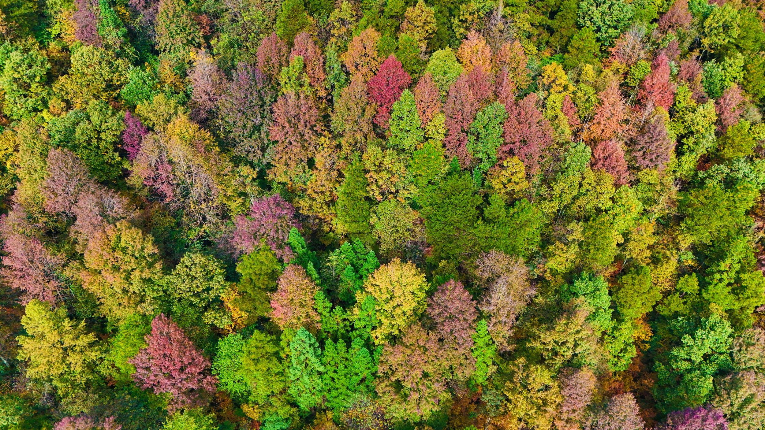 A maple forest is seen in Shazipo Town, Yinjiang Tujia and Miao Autonomous County, Tongren, southwest China's Guizhou Province, on November 11, 2025. /Tongren Media Convergence Center