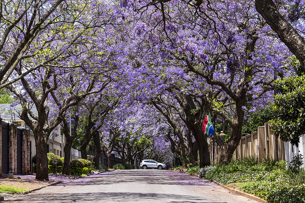 Johannesburg boasts picturesque purple-lined streets thanks to blooming Jacaranda trees which can be spotted around the city. /VCG