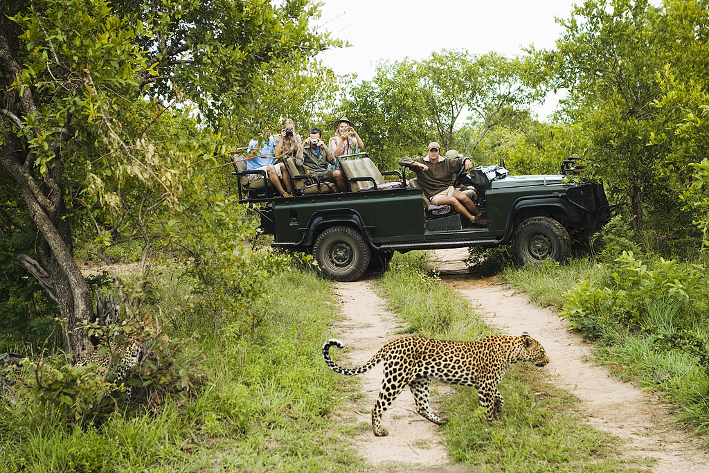 Numerous safari opportunities are available in the country, offering some incredible wildlife sightings. /VCG