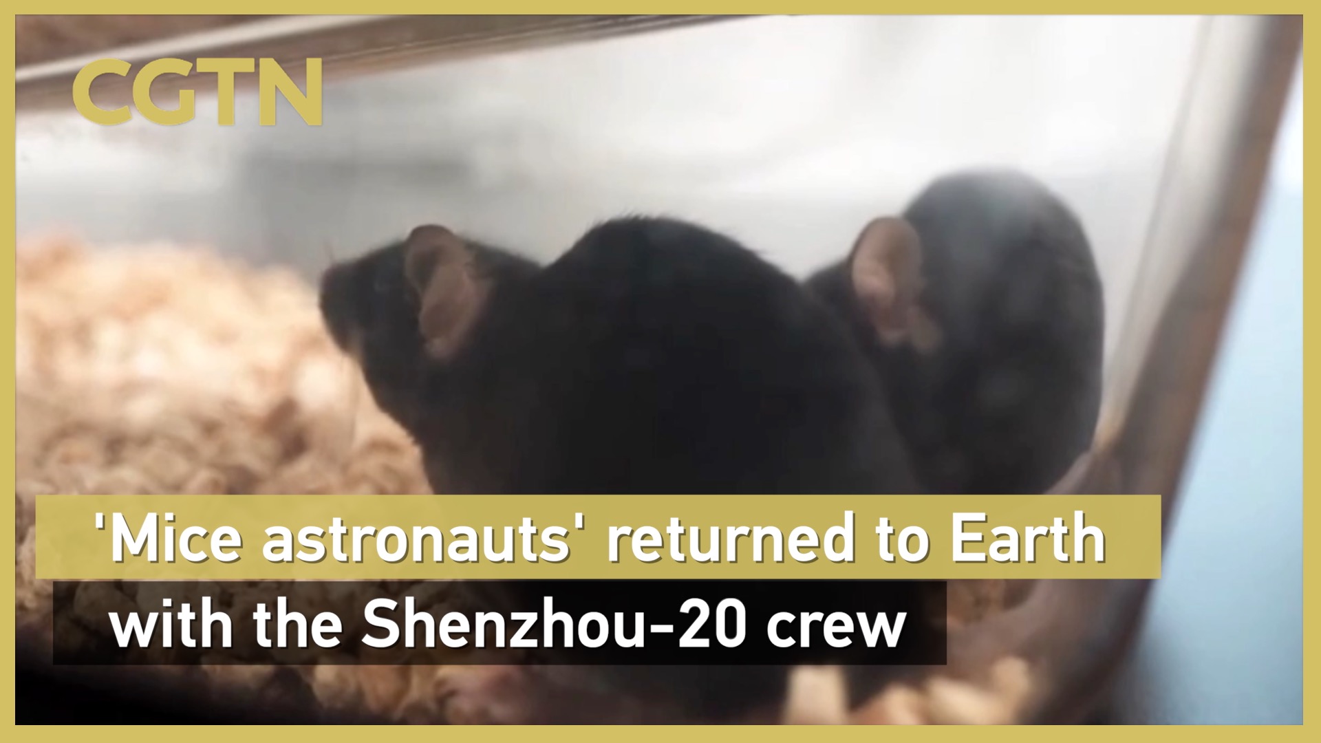 'Mice astronauts' return to Earth with Shenzhou-20 crew