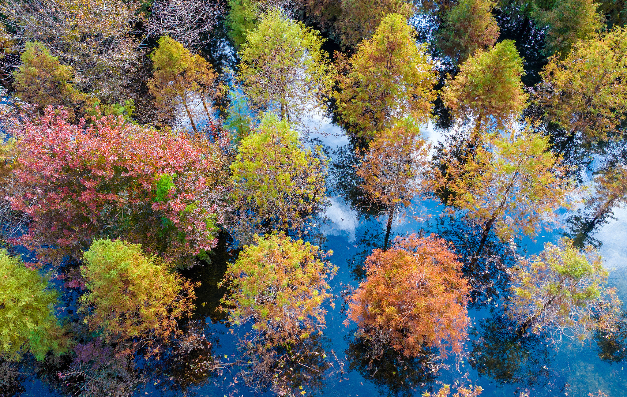Pohon redwood fajar di taman hutan di Huzhou, Provinsi Zhejiang difoto pada tanggal 5 November 2025. /VCG