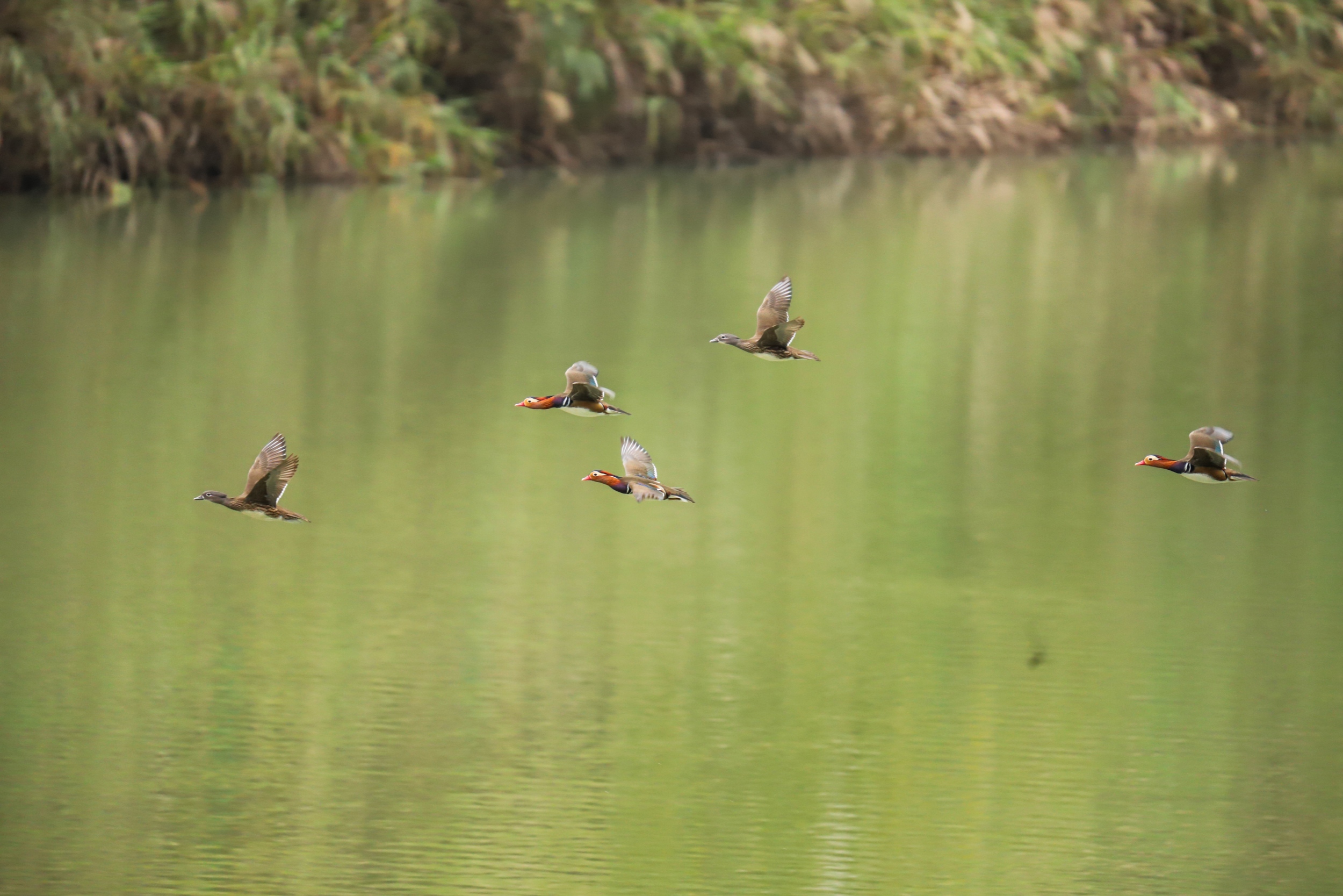 Wild mandarin ducks are seen in Yinjiang Tujia and Miao Autonomous County, Tongren City, southwest China's Guizhou Province, on November 11, 2025. /Tongren Media Convergence Center