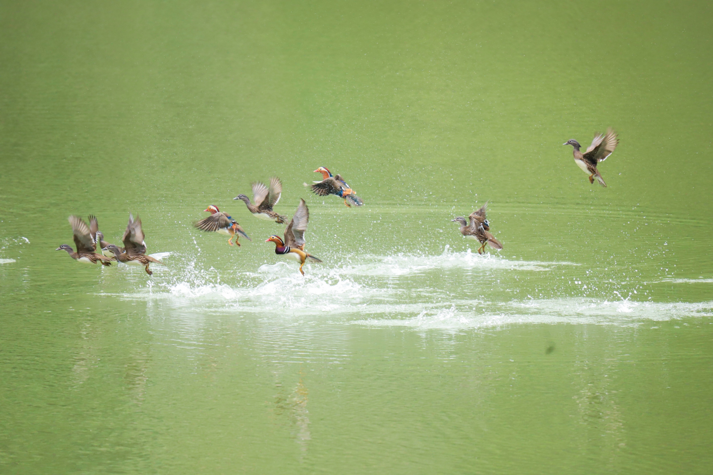 Wild mandarin ducks are seen in Yinjiang Tujia and Miao Autonomous County, Tongren City, southwest China's Guizhou Province, on November 11, 2025. /Tongren Media Convergence Center