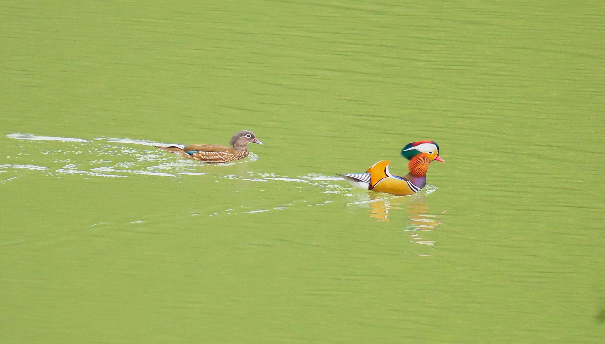 Wild mandarin ducks are seen in Yinjiang Tujia and Miao Autonomous County, Tongren City, southwest China's Guizhou Province, on November 11, 2025. /Tongren Media Convergence Center