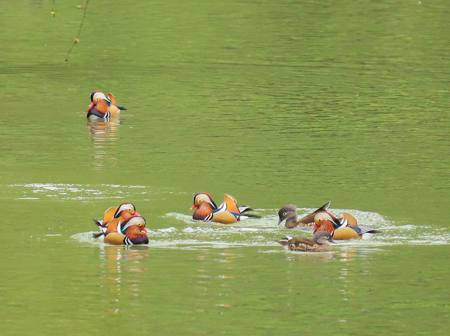 Wild mandarin ducks are seen in Yinjiang Tujia and Miao Autonomous County, Tongren City, southwest China's Guizhou Province, on November 11, 2025. /Tongren Media Convergence Center