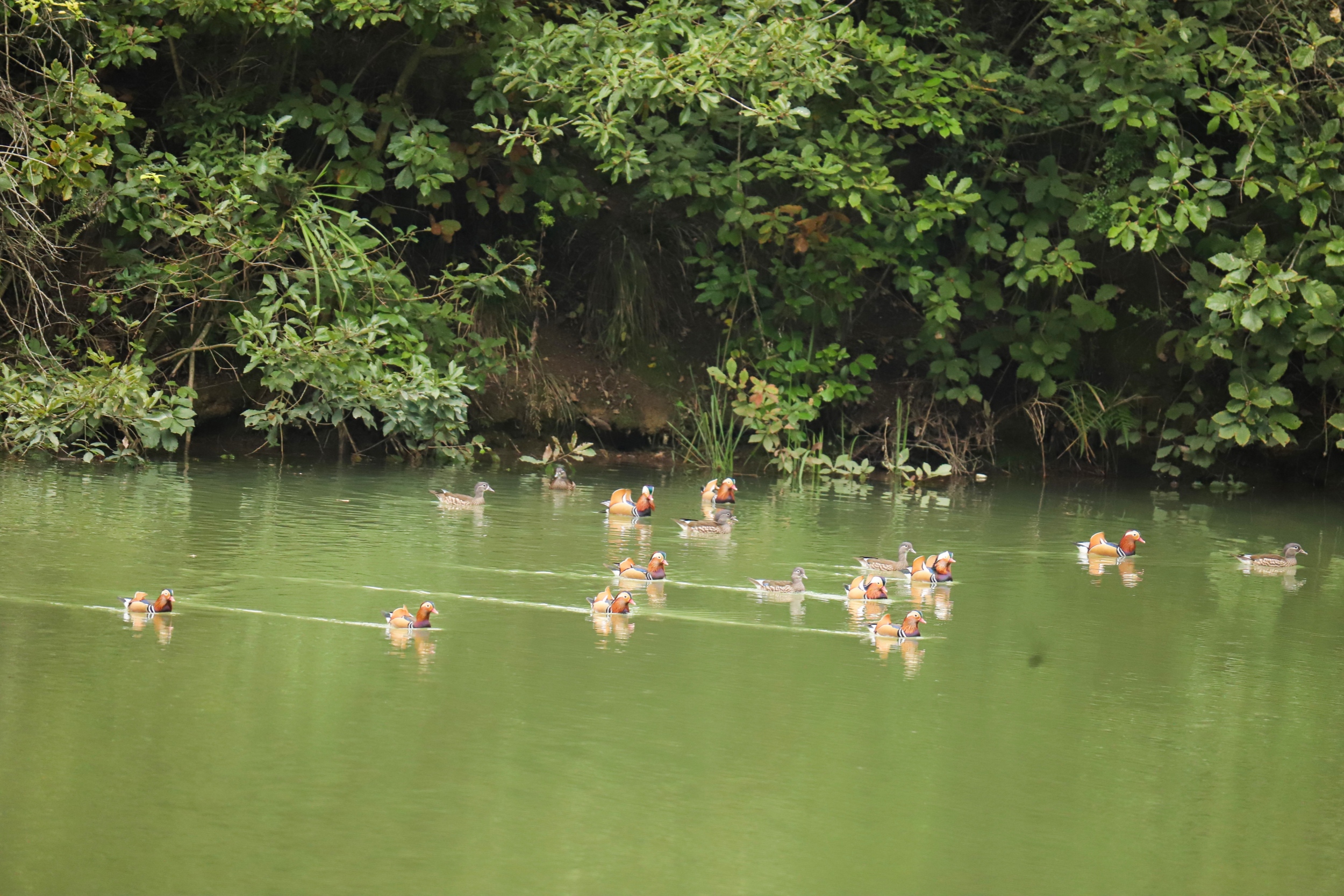 Wild mandarin ducks are seen in Yinjiang Tujia and Miao Autonomous County, Tongren City, southwest China's Guizhou Province, on November 11, 2025. /Tongren Media Convergence Center