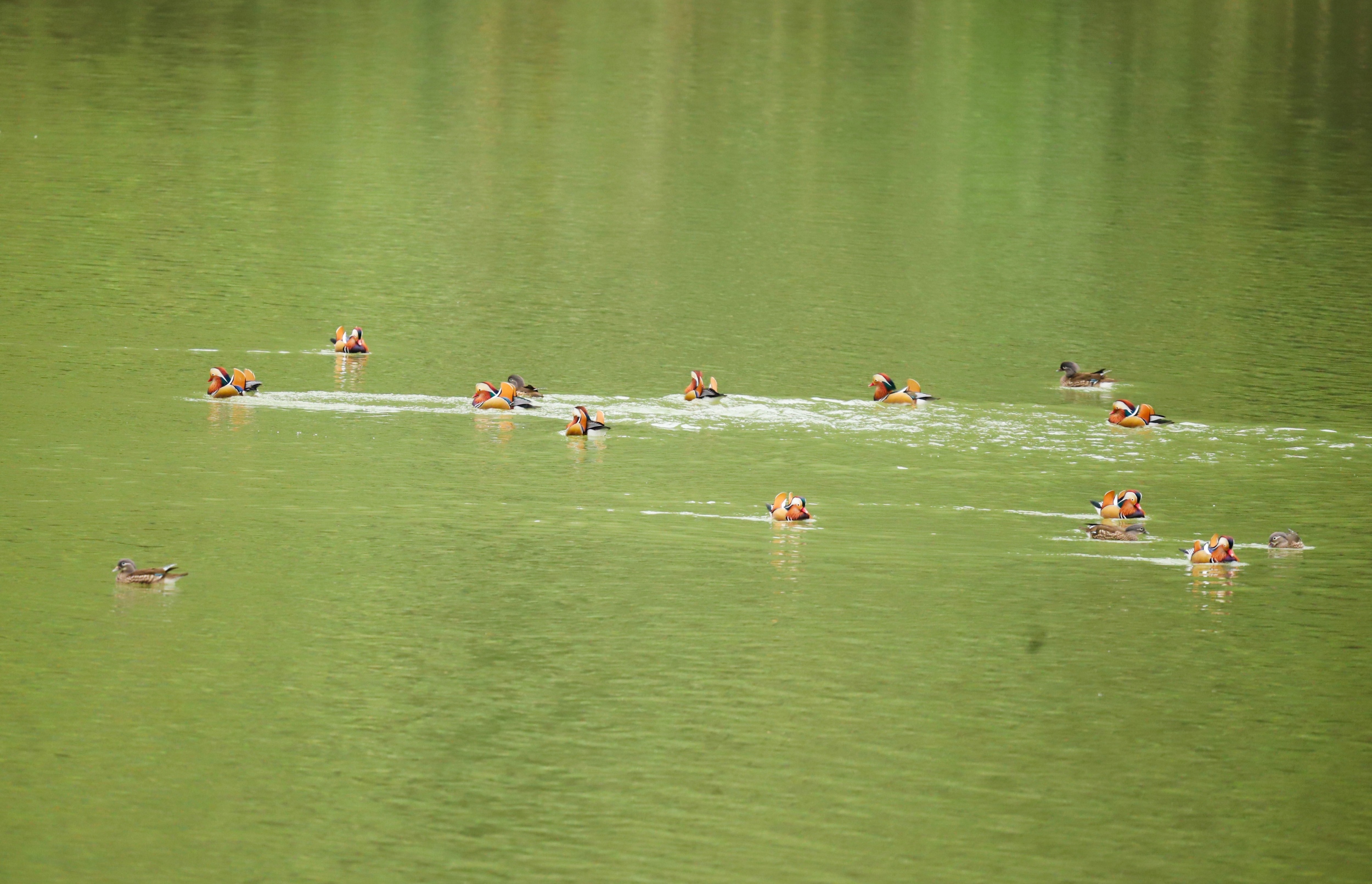 Wild mandarin ducks are seen in Yinjiang Tujia and Miao Autonomous County, Tongren City, southwest China's Guizhou Province, on November 11, 2025. /Tongren Media Convergence Center