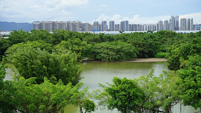 Live: Explore 'Bird Paradise' in Guangdong Province, S China – Ep. 2