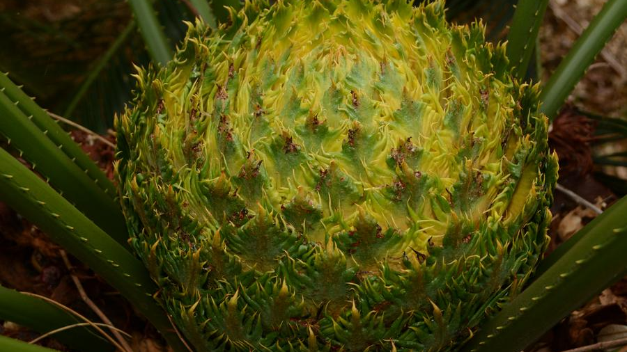 Rainforest travelogue: Inside Hainan's incredible biodiversity