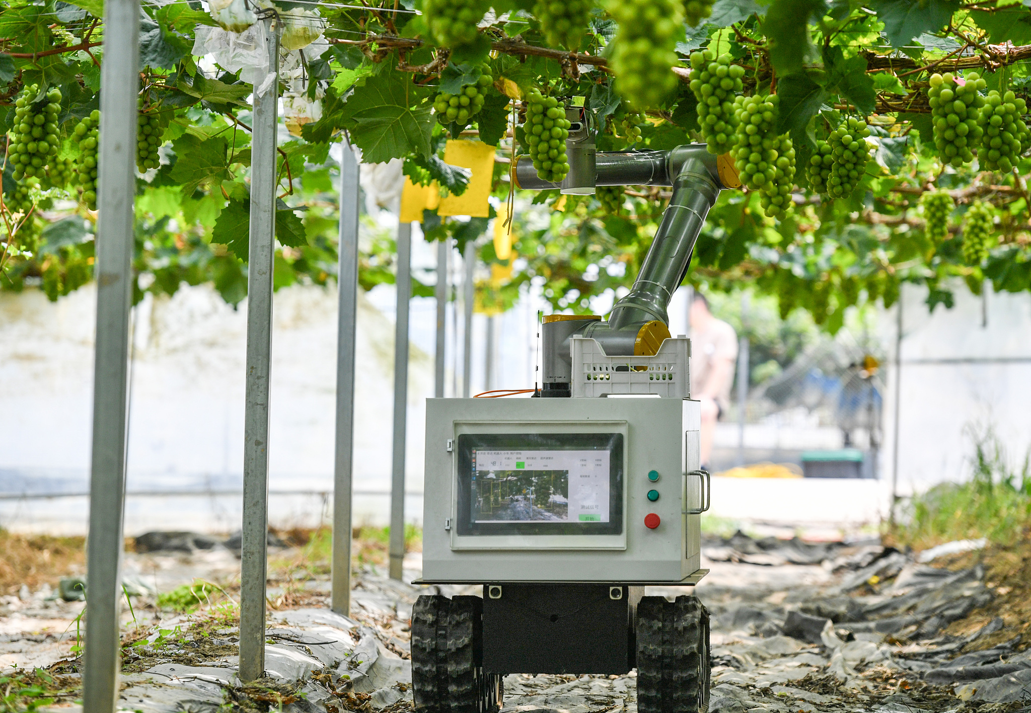 An intelligent harvesting robot picking grapes in a vineyard in Jinhua, Zhejiang Province, China, July 11, 2024. /VCG