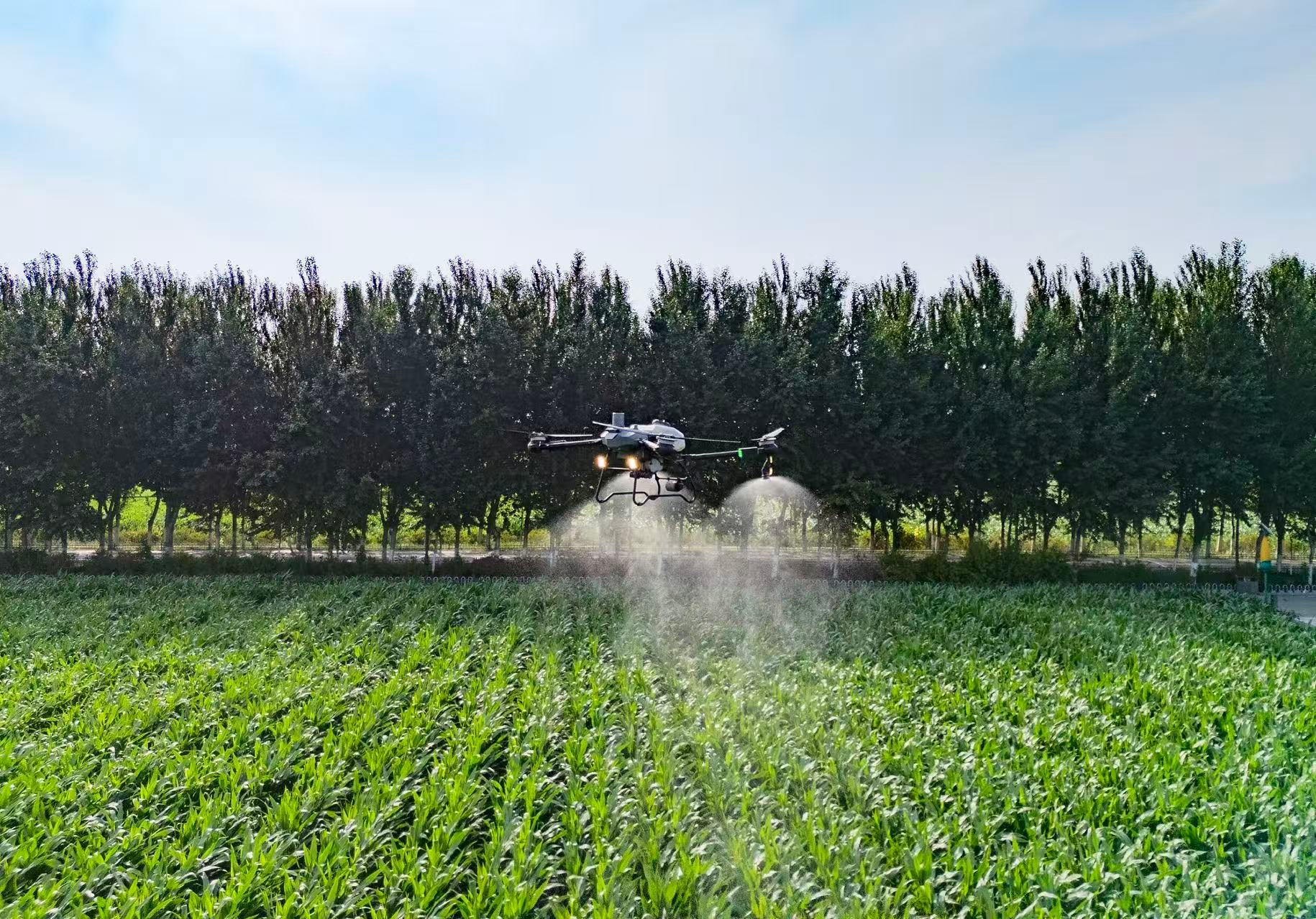 An agricultural drone applying fertilizer over a cornfield in Lishu County, Siping city, Northeast China's Jilin Province, July 9, 2025. /VCG