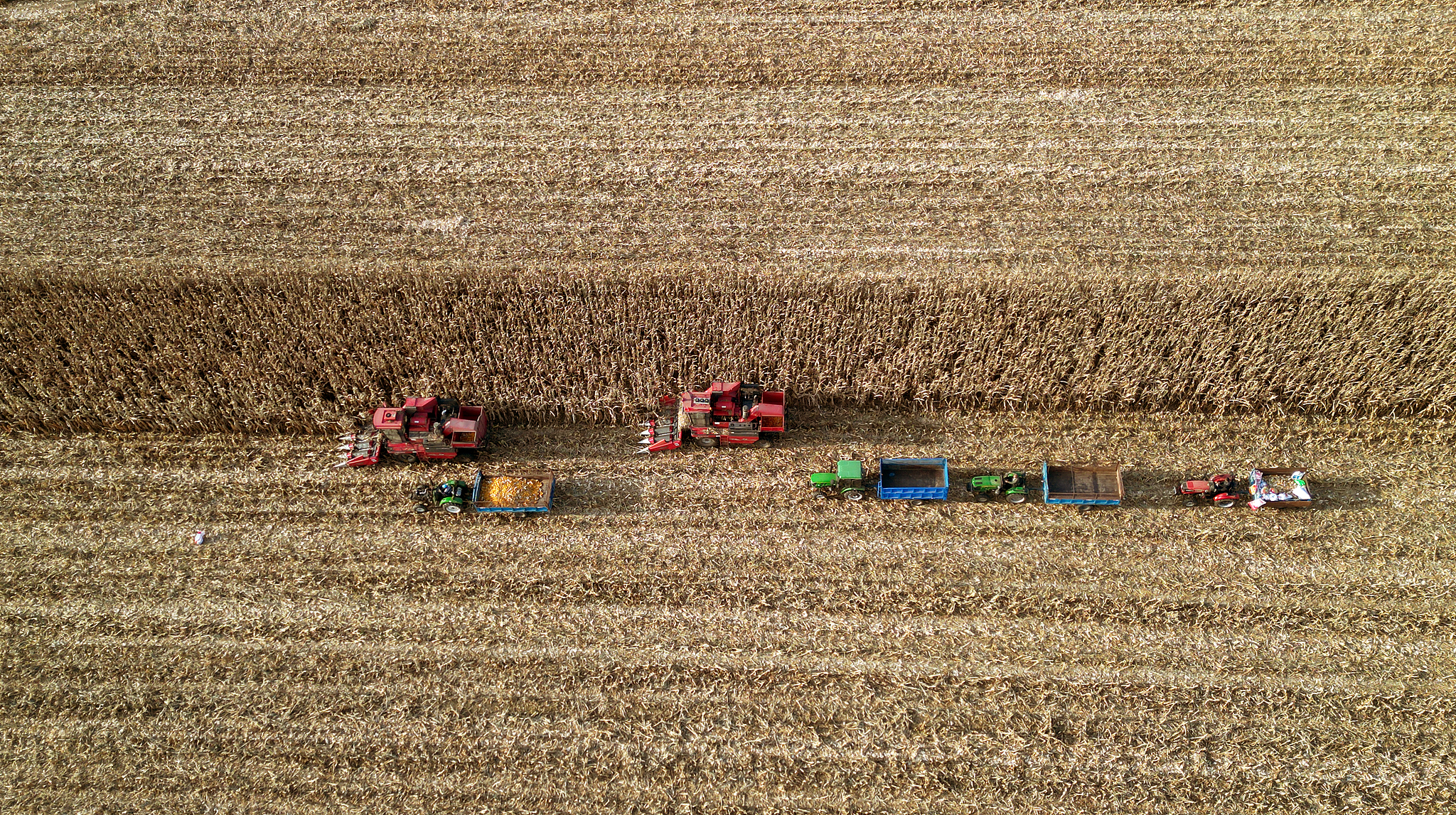 Farmers harvesting corn in Lishu County, Siping city, Northeast China's Jilin Province, October 8, 2023. /VCG