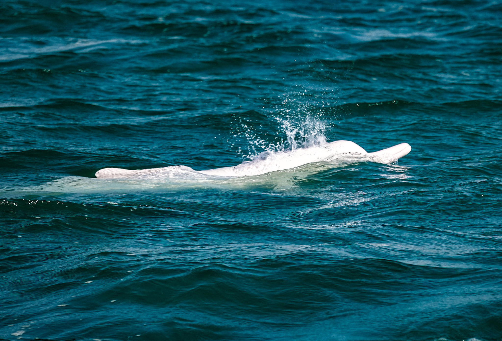 A Chinese white dolphin leaps out of the water to breathe in the sea near Sanniang Bay, located along the Beibu Gulf in the South China Sea, January 12, 2025. /CFP