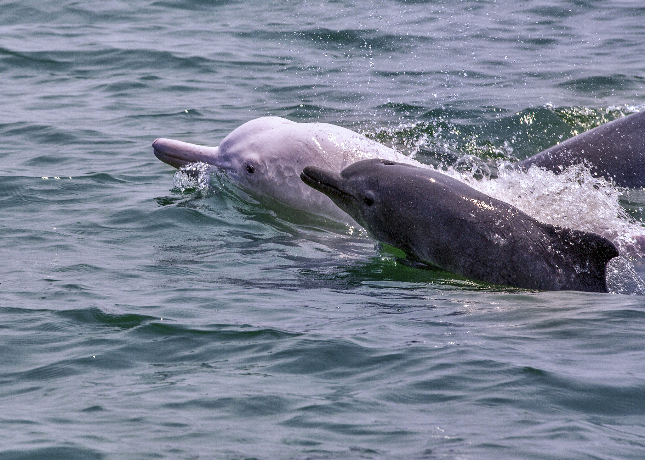 Multiple newborn Chinese white dolphin calves were repeatedly spotted in the waters off the coast of Sanniang Bay, Qinzhou City in south China's Guangxi Zhuang Autonomous Region, April 21, 2020. /CFP