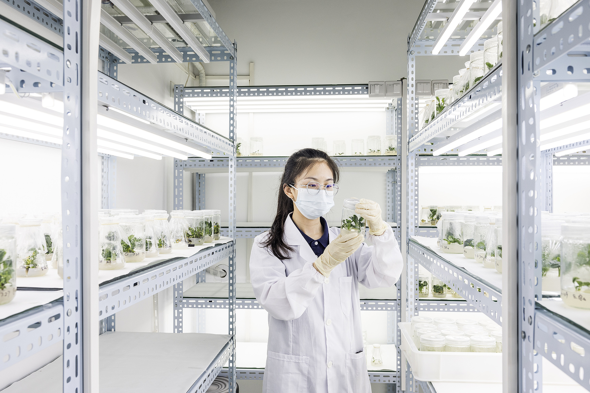 Seeds of strength: China's path to modern farming