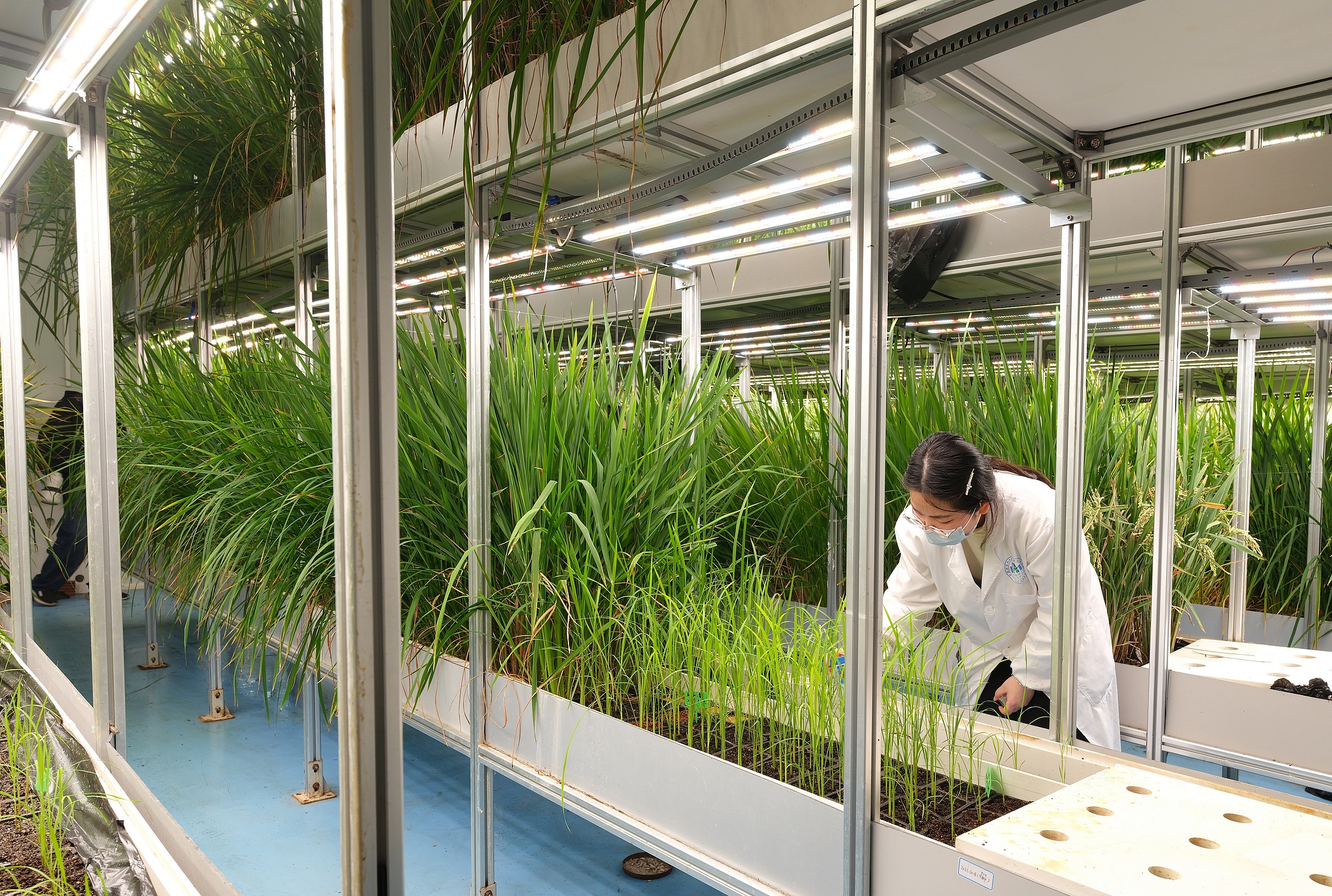 Seeds of strength: China's path to modern farming