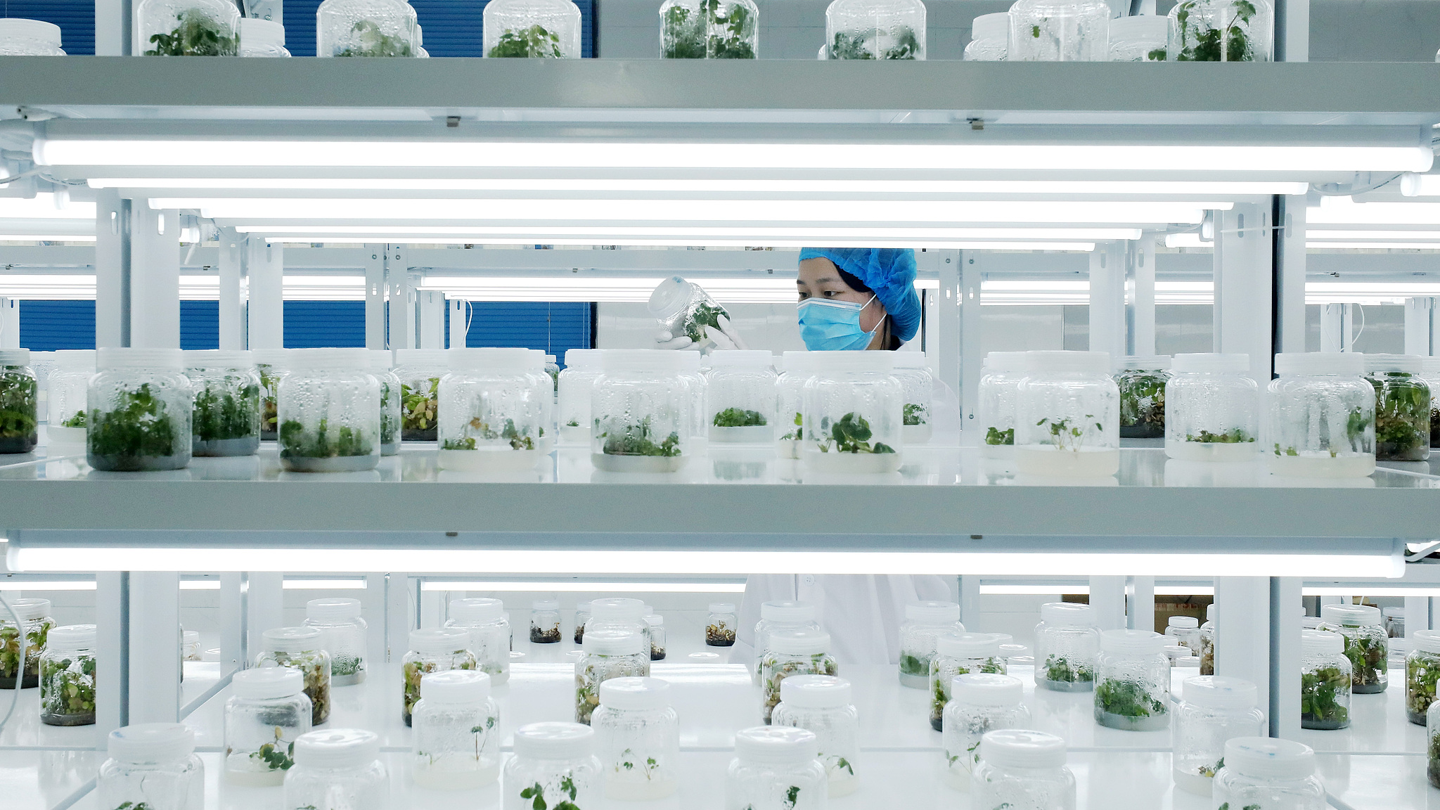 Seeds of strength: China's path to modern farming